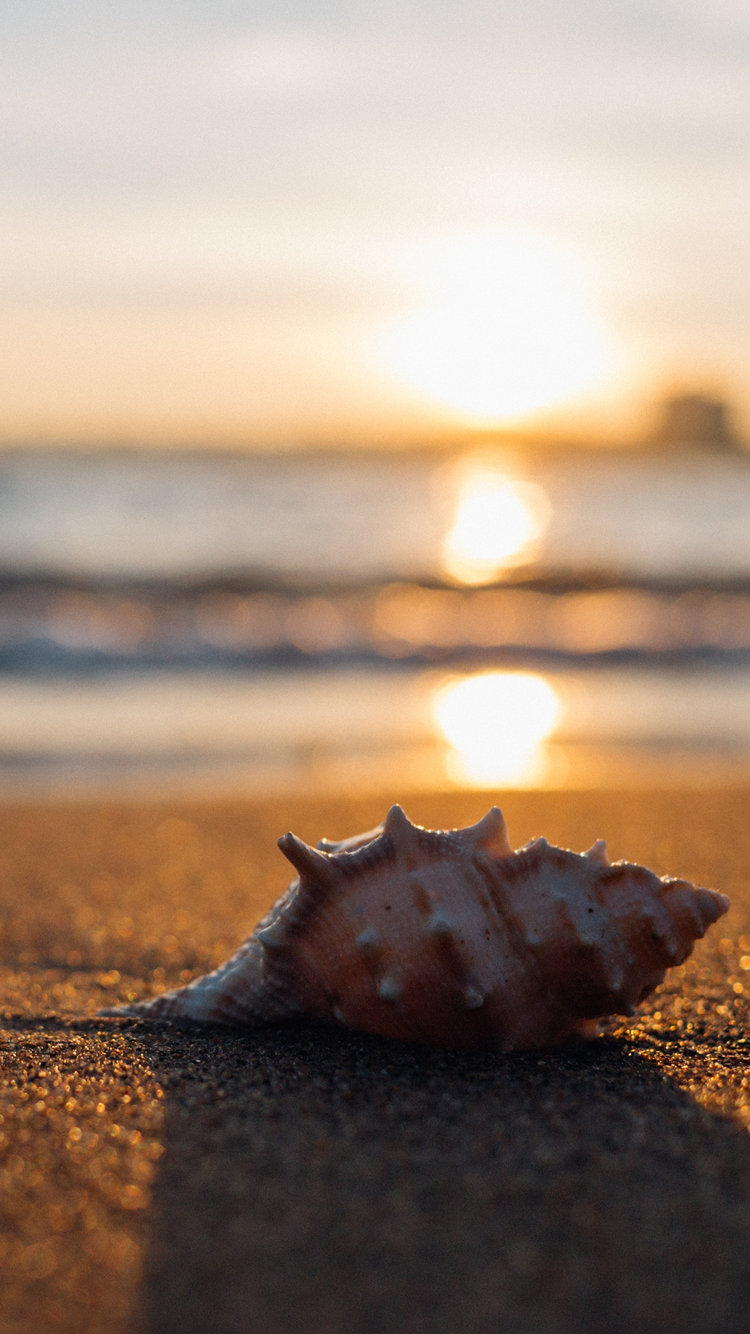 Sea Shell: The homes for the hermit crabs, Beach, Coast, Island. 1080x1920 Full HD Background.