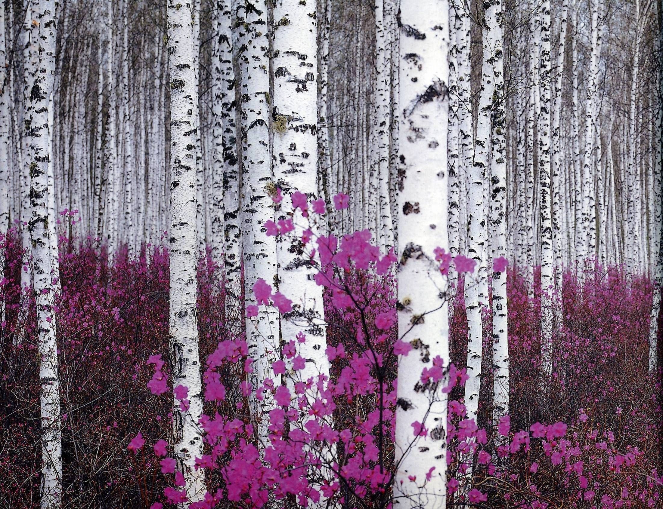 Birch trees, Beautiful tree, Nature's art, Serene ambiance, 2210x1700 HD Desktop