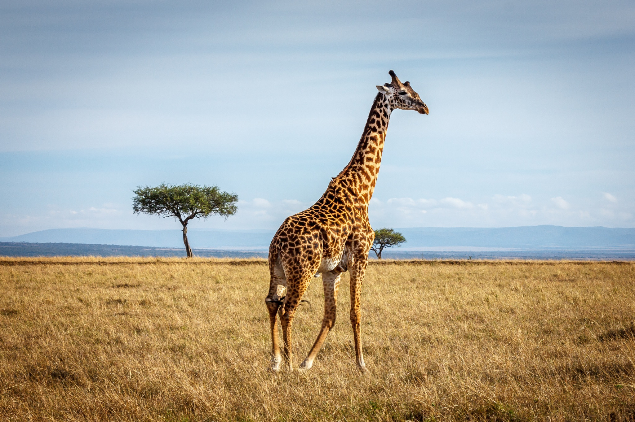 Giraffe: The world’s tallest living land animals. 2050x1370 HD Background.