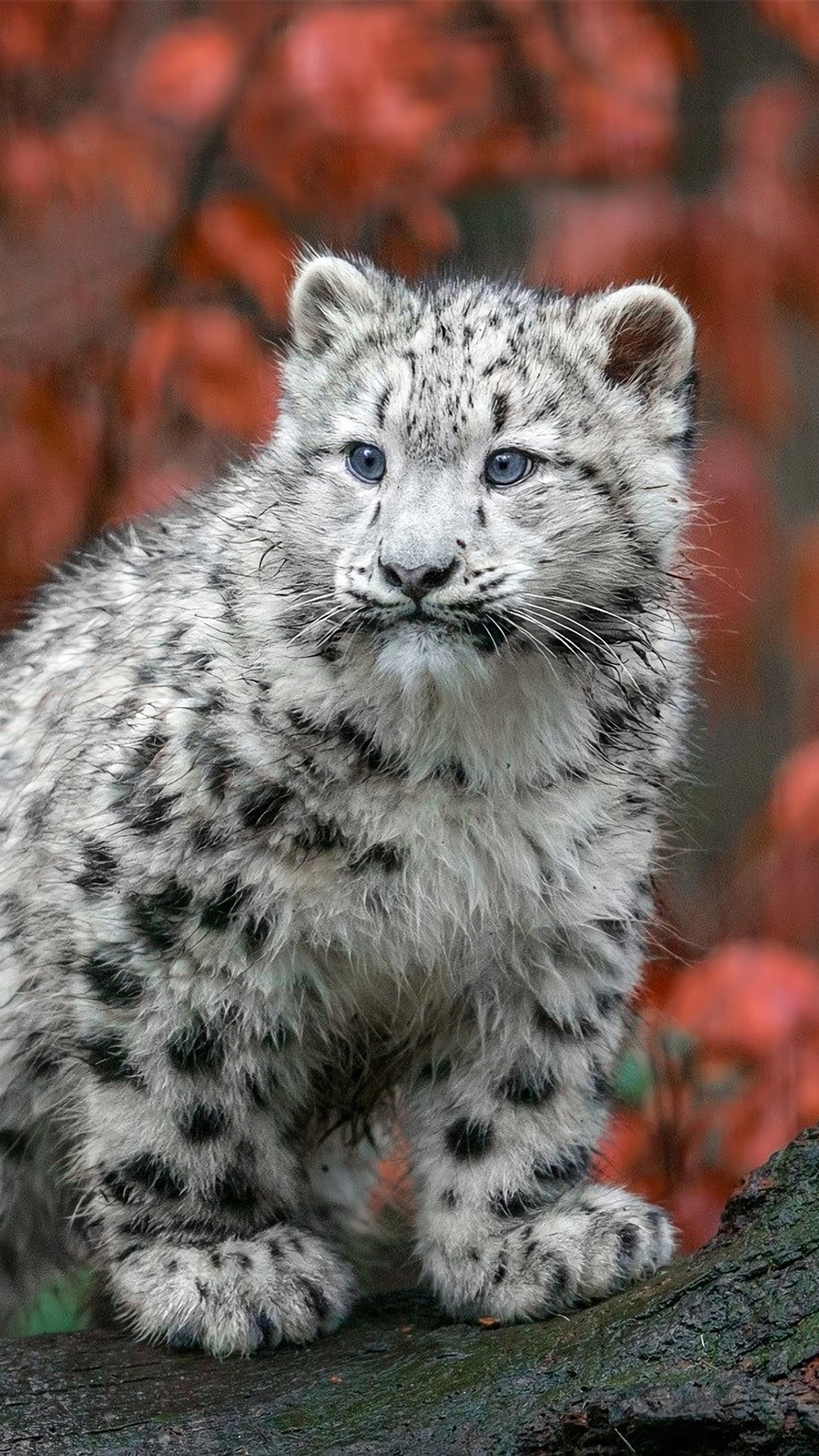 Baby snow leopard, Sony Xperia XZ, 4K wallpapers, High definition images, 2160x3840 4K Phone