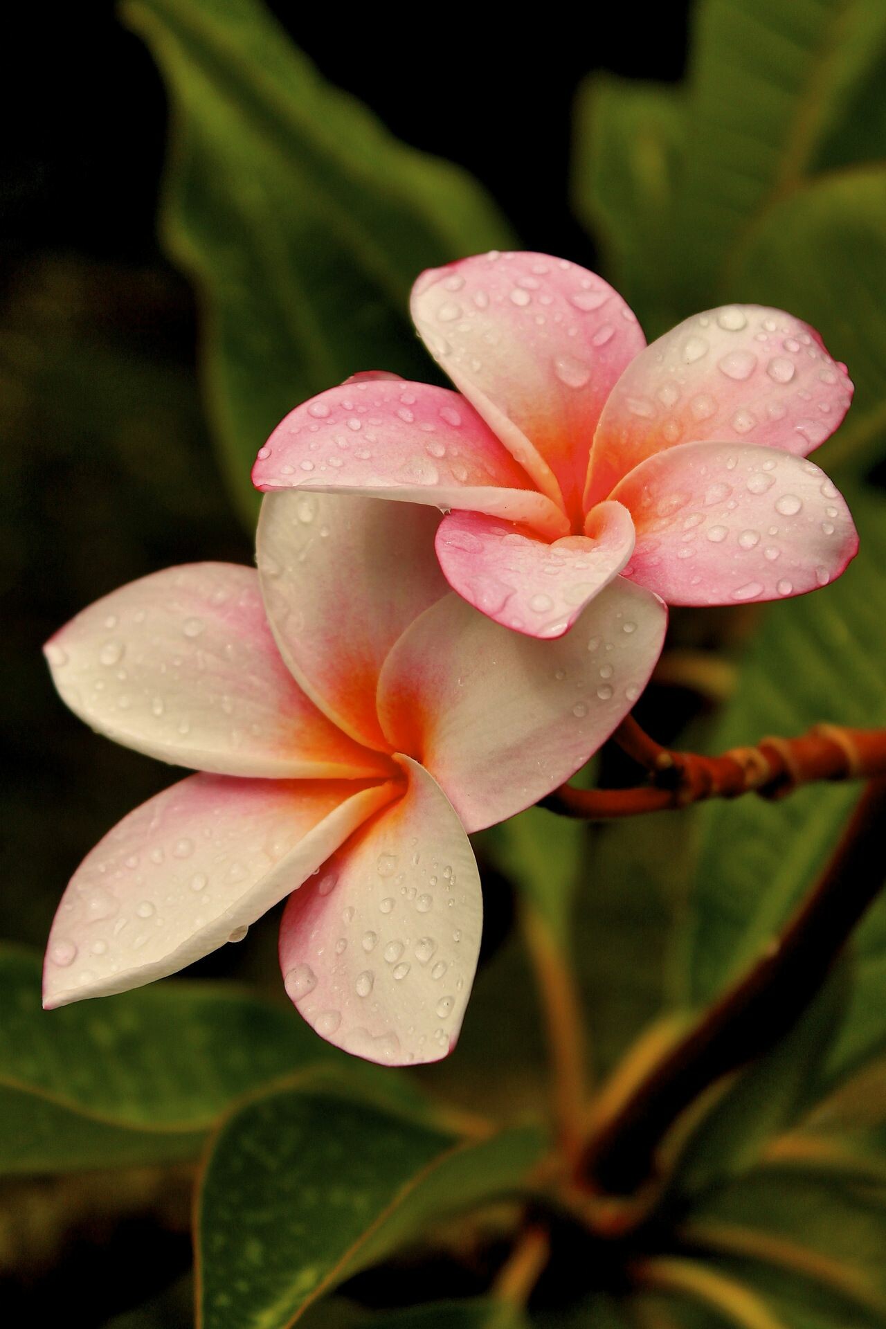 Frangipani Flower: Plumeria is a member of the dogbane family, Apocynaceae, which also includes the oleander and the periwinkles. 1280x1920 HD Background.