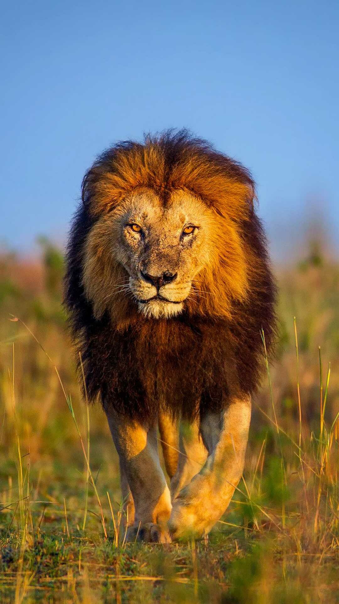 Lion: Lions that do not live in prides are called nomads, and they range far and wide while following migrating herds of large game. 1080x1920 Full HD Wallpaper.