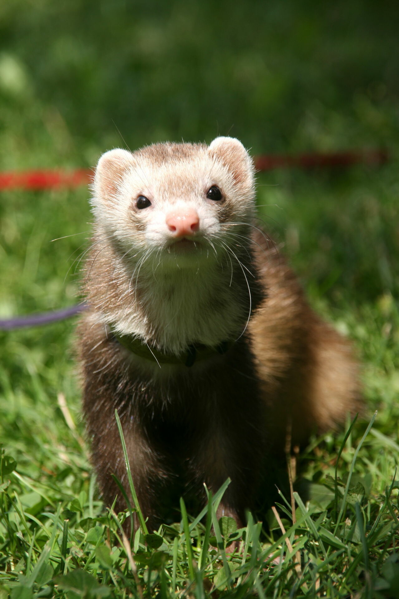 Ferret: Members of the weasel family that have been domesticated for over 2000 years. 1280x1920 HD Background.