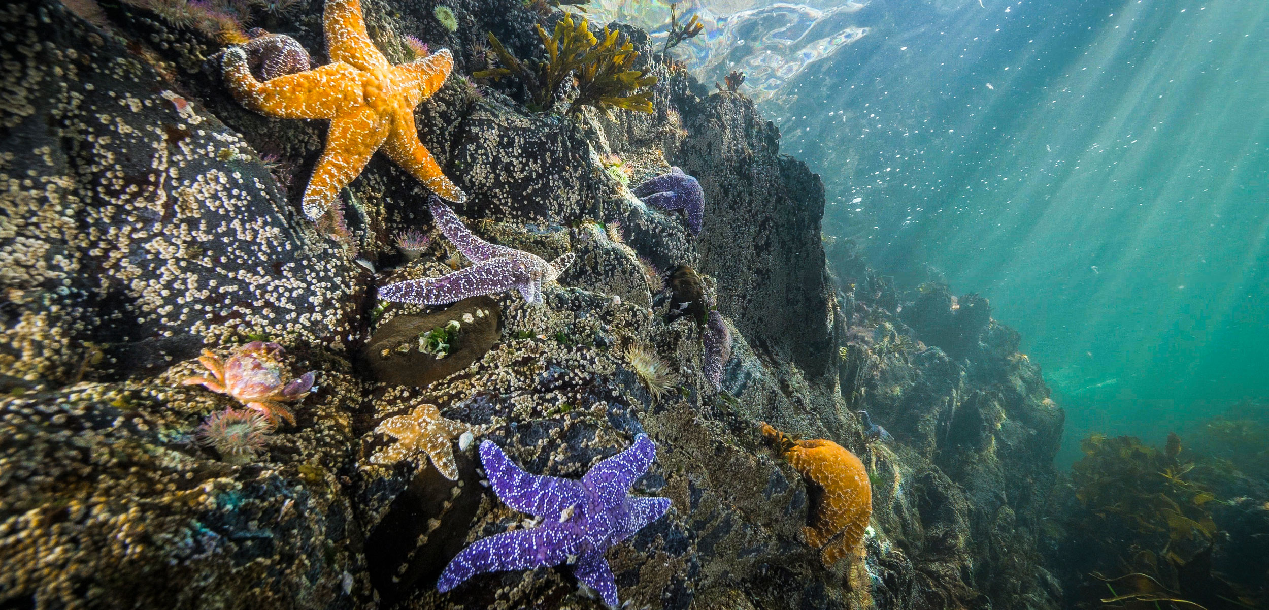 Sea Star: The Ochre Sea Star, Underwater Creatures, Ocean, Coral. 2500x1210 Dual Screen Wallpaper.