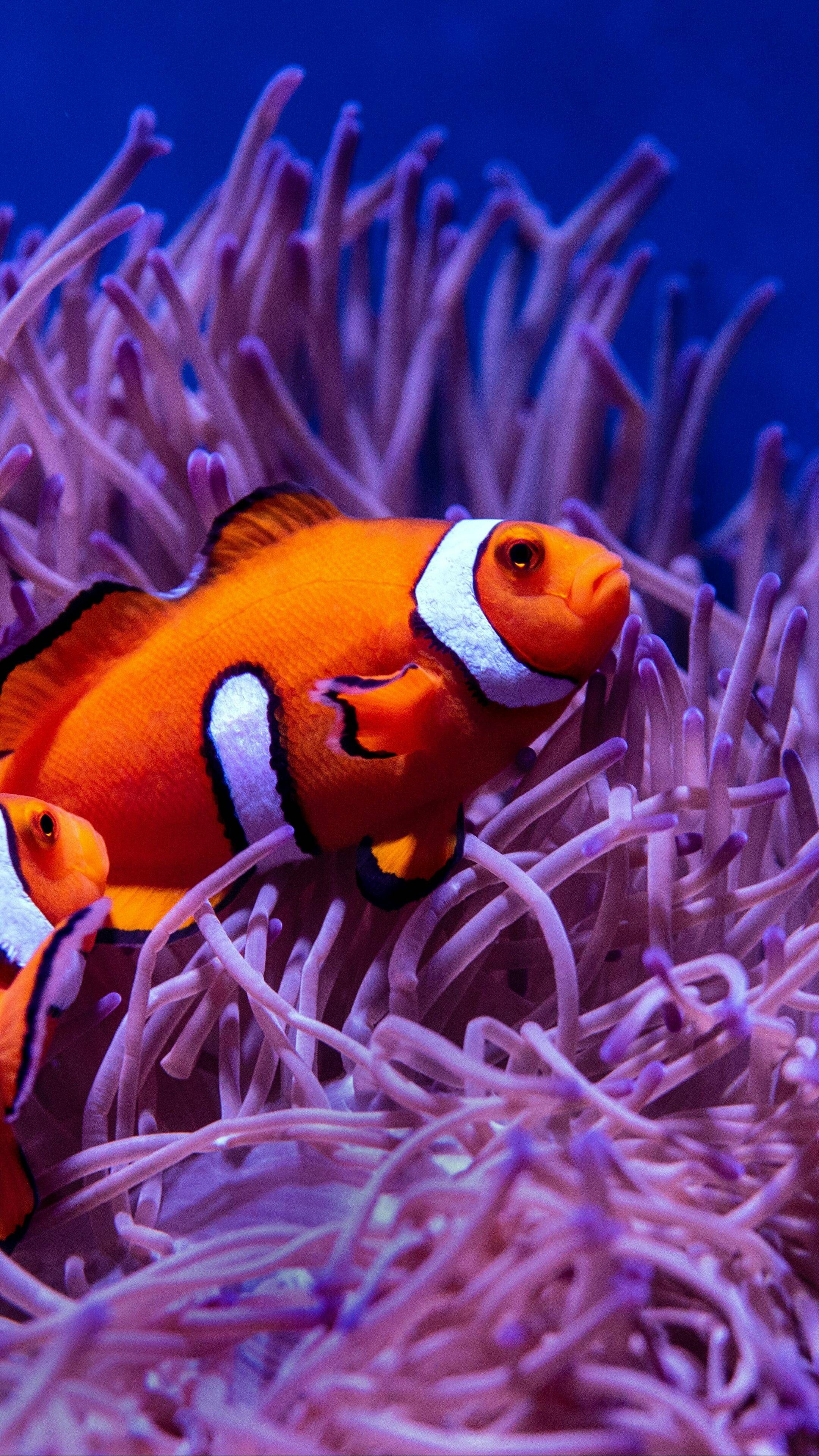 Coral Reef: Most reefs were formed after the Last Glacial Period when melting ice caused the sea level to rise and flood continental shelves, Anemone fish. 2160x3840 4K Background.