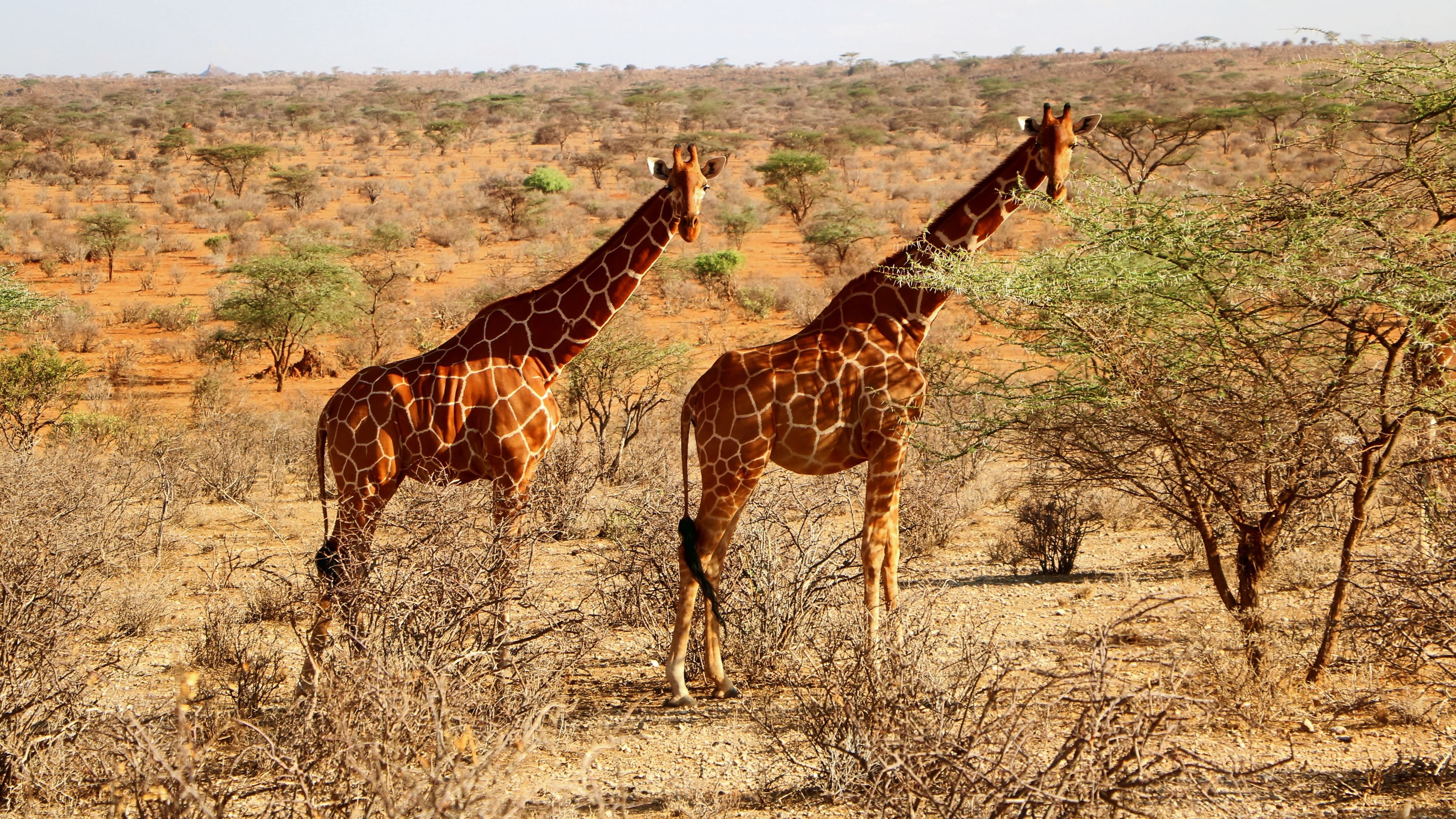 Giraffe wallpaper, 4K resolution, Majestic creatures, Nature's elegance, 3840x2160 4K Desktop