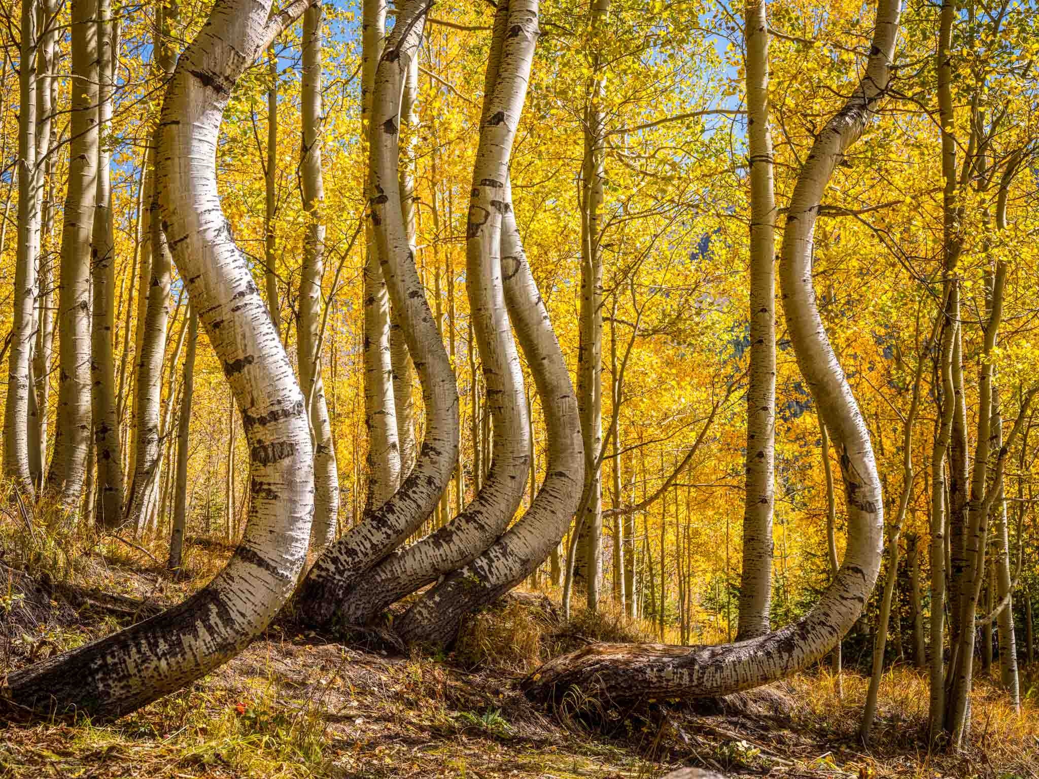Colorado aspen trees, Curved branches, Nature's artwork, Autumn colors, 2050x1540 HD Desktop