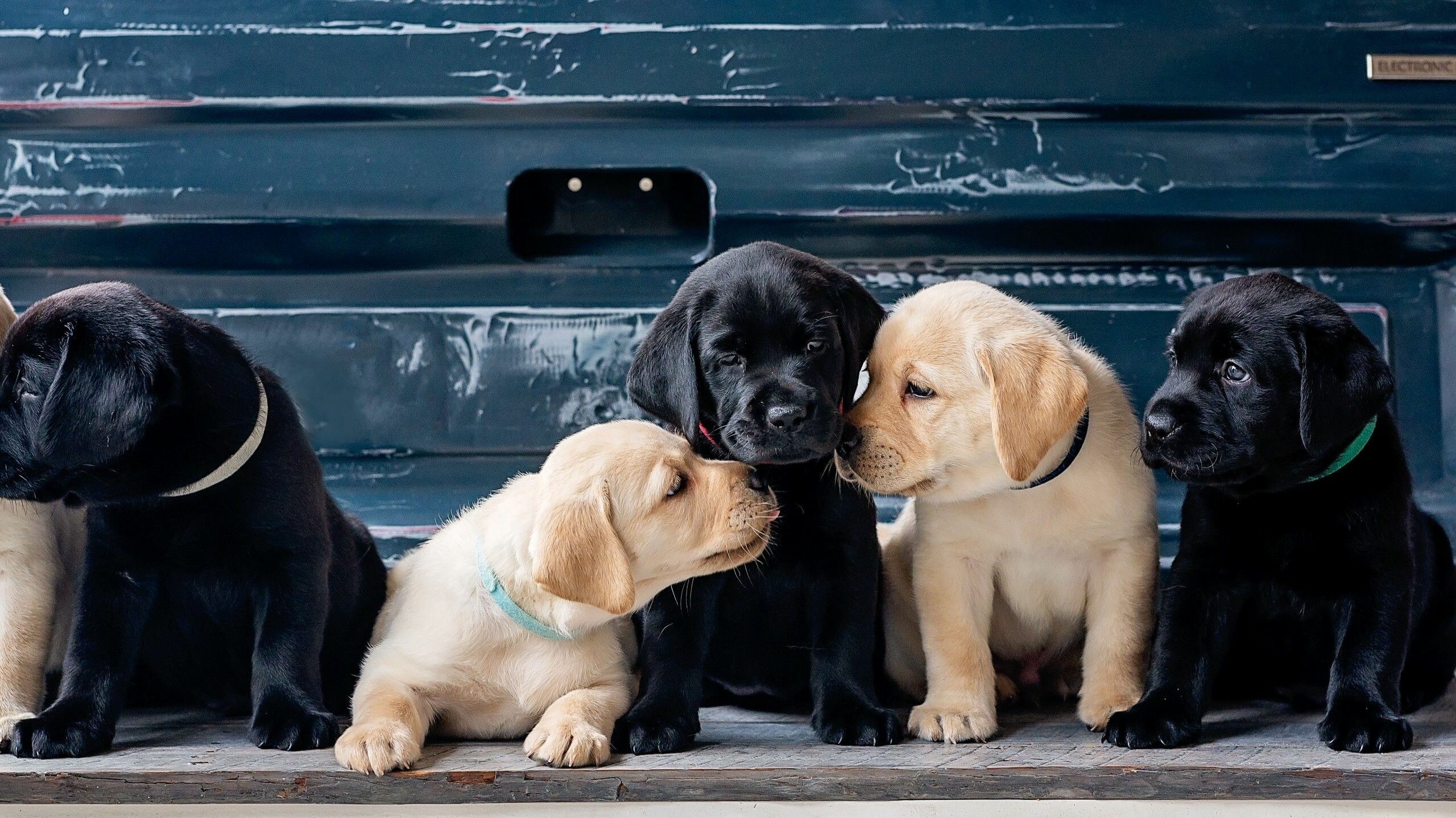 Labrador: Puppies of different colors can occur in the same litter, Dog breed. 2560x1440 HD Background.