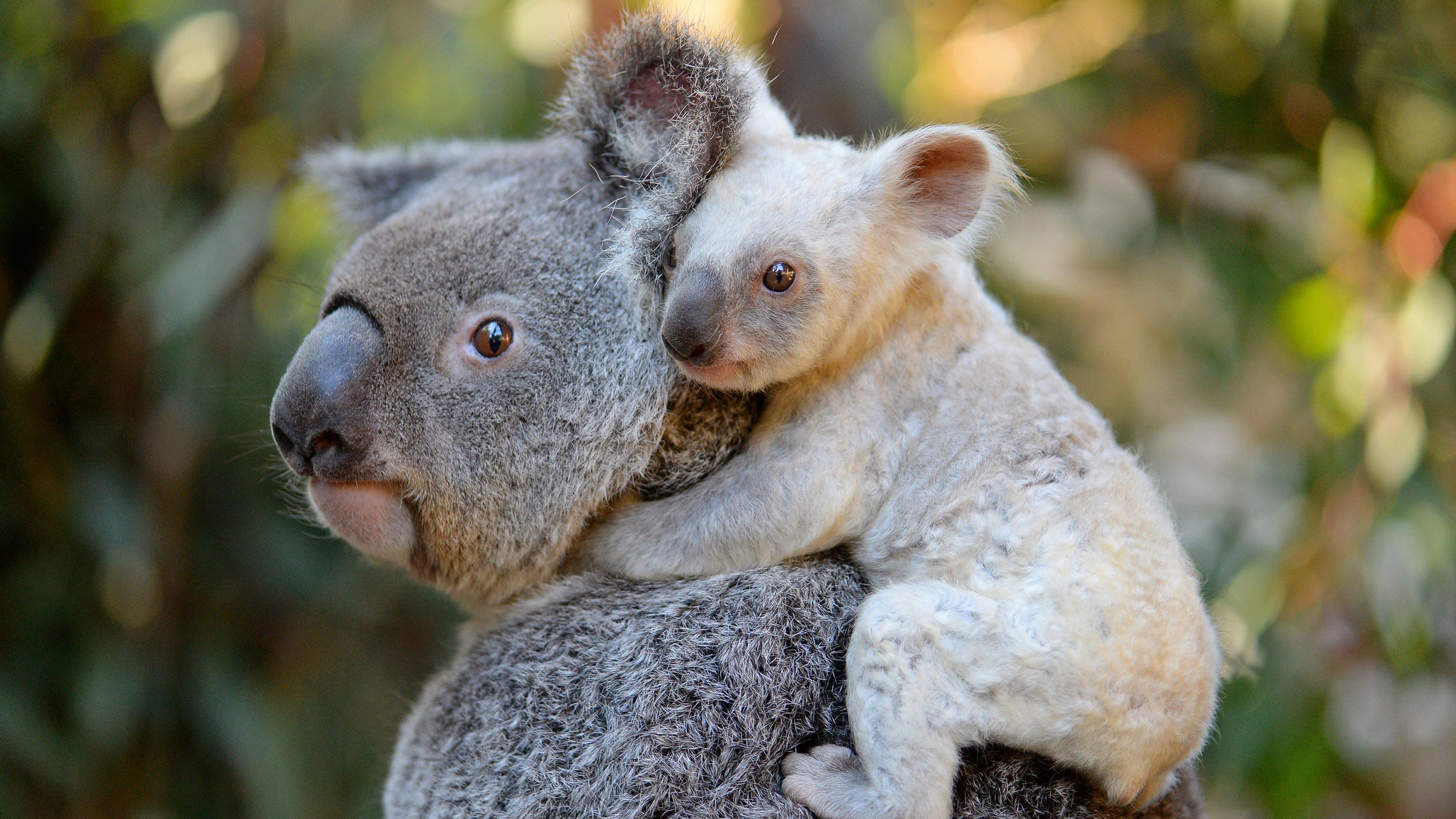 Koala portraits, Captivating marsupials, Koala magic, Wildlife close-ups, 3000x1690 HD Desktop