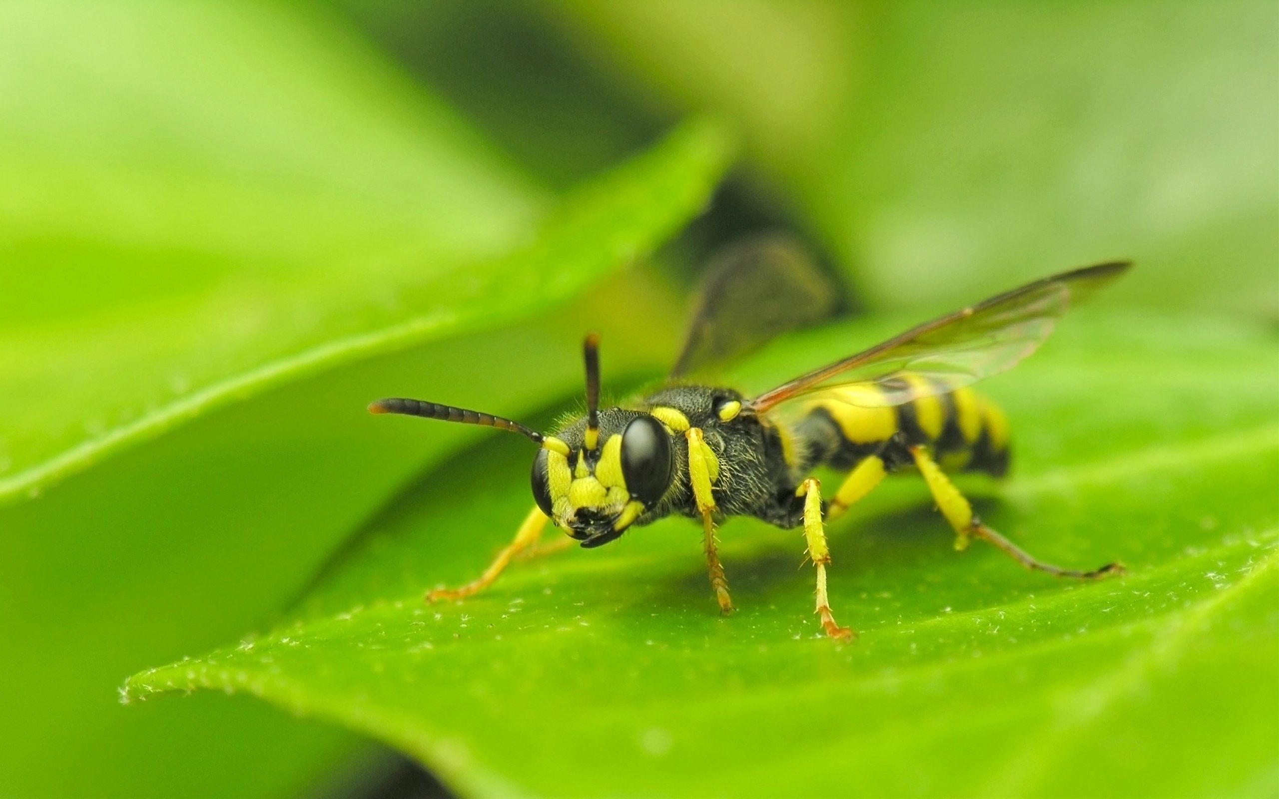 Wasp wallpaper, Wasp insect, Yellow and black, Mobile and tablet, 2560x1600 HD Desktop