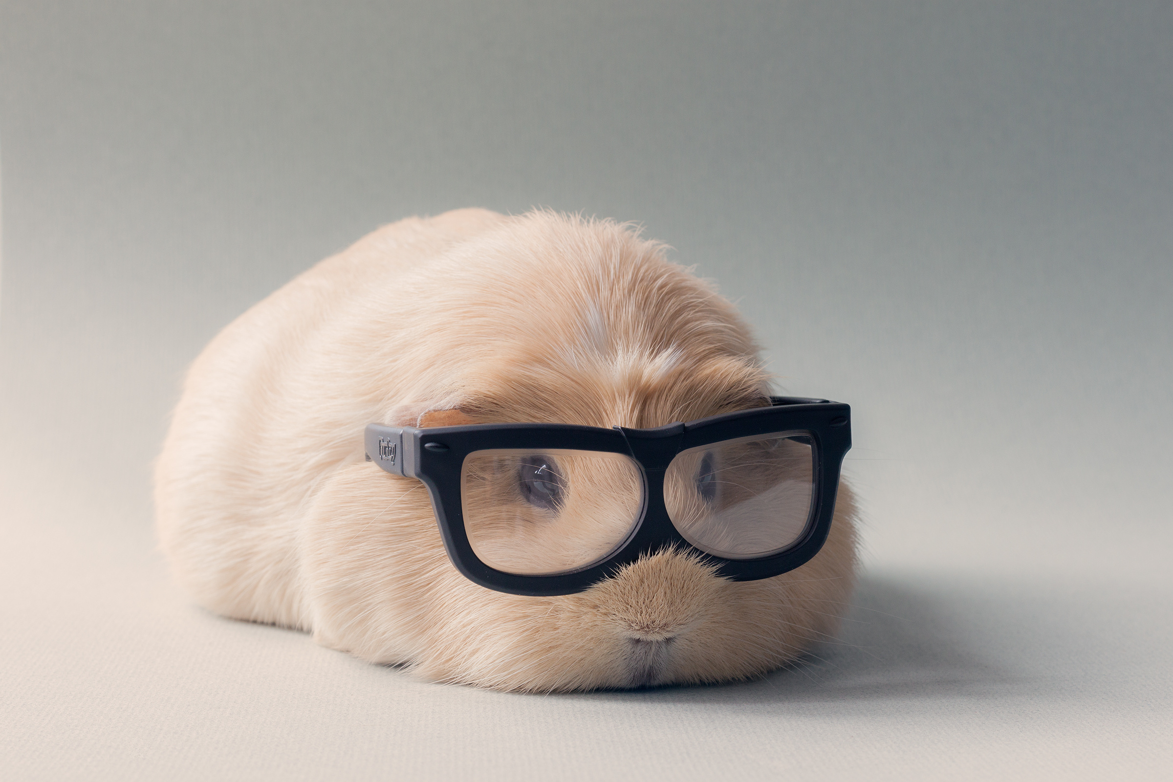 70+ Guinea Pig HD Wallpapers and Backgrounds 2400x1600