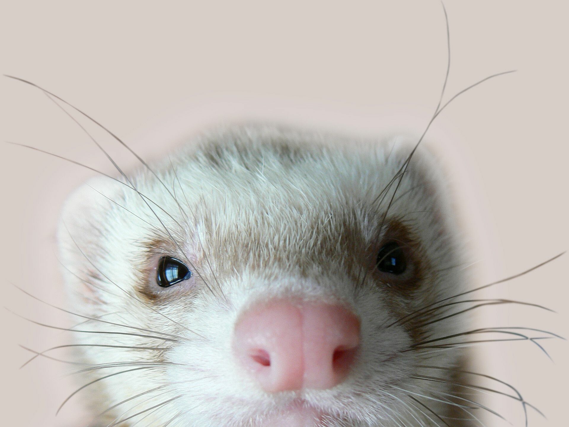 Ferret: A mammal of the Mustelidae family, Whiskers. 1920x1440 HD Background.