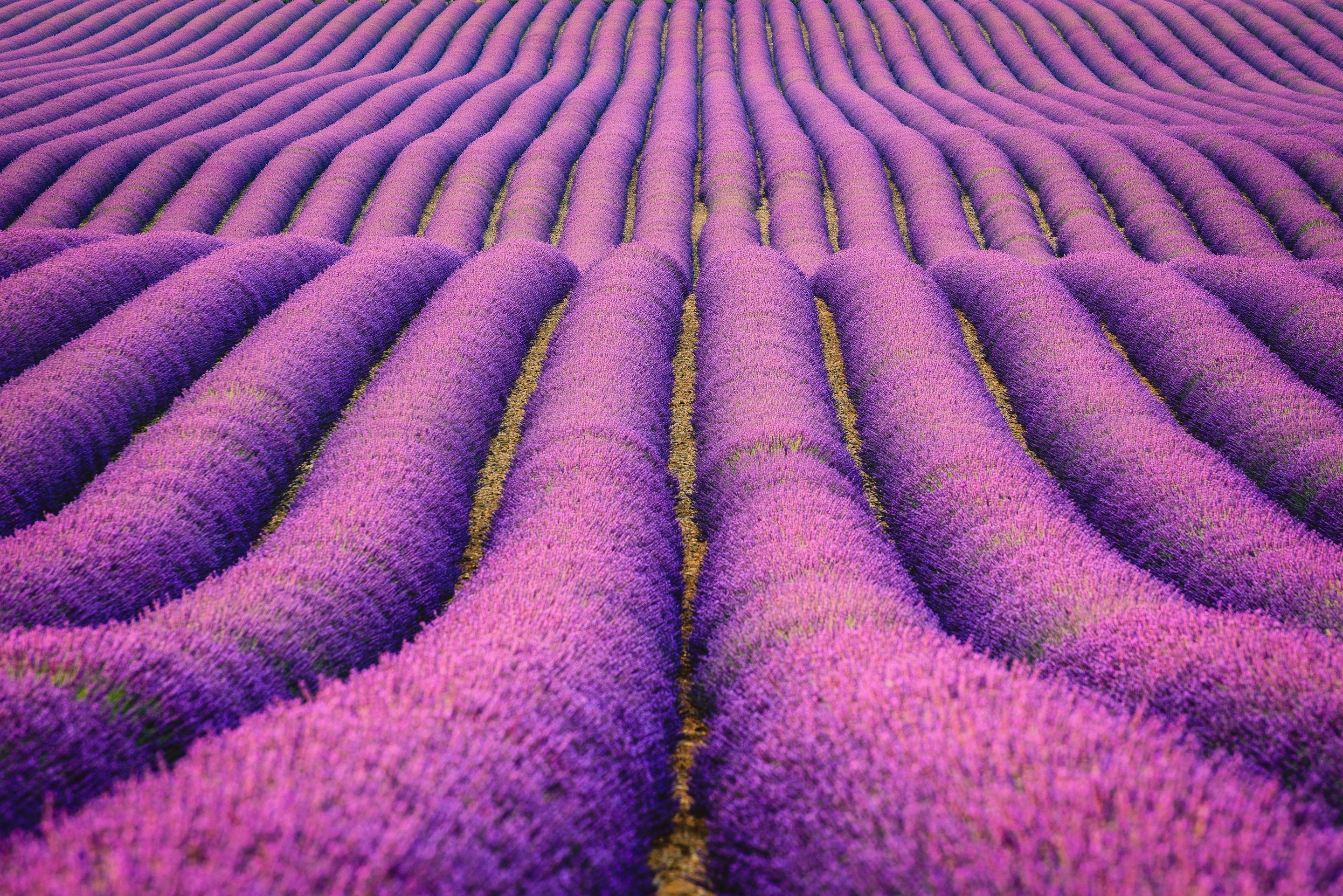 Lavender field, Purple flower, Summer wallpaper, 2880x1930 HD Desktop