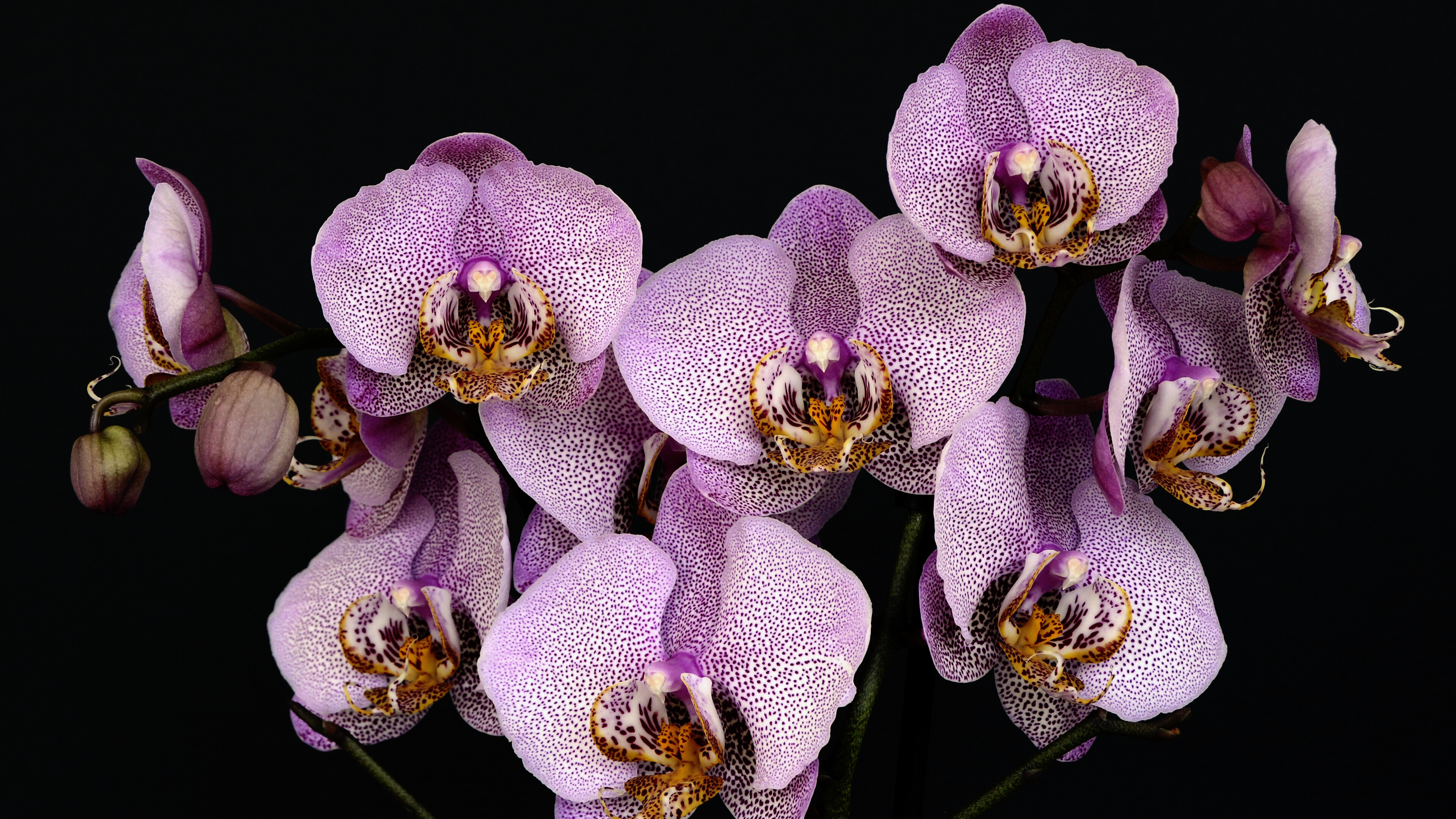 Orchid: The Orchidaceae have about 28,000 currently accepted species, distributed in about 763 genera, Flowering plant. 3840x2160 4K Wallpaper.