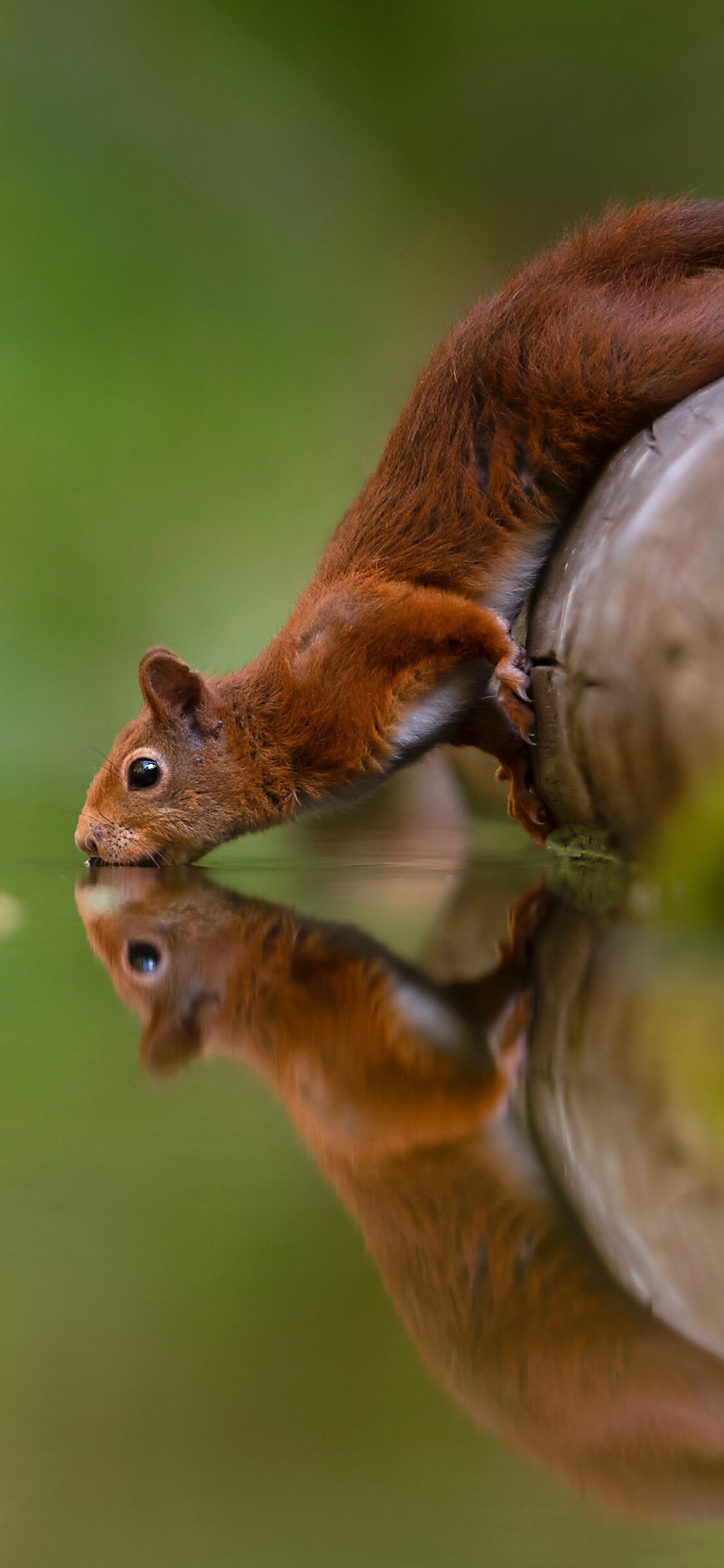 Squirrel: Part of the Sciuridae family, Known for its bushy tail. 1130x2440 HD Wallpaper.