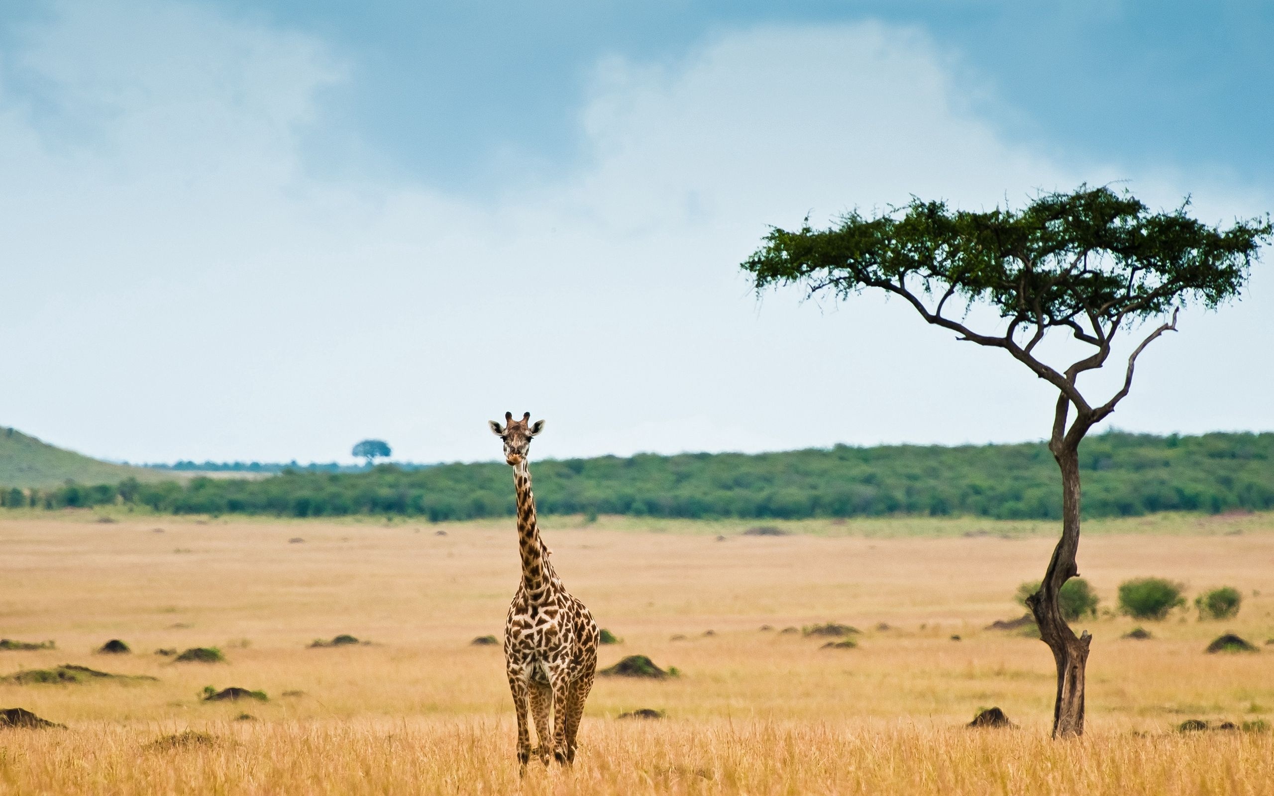 Exploring Africa, Safari adventure, Cultural diversity, Natural wonders, 2560x1600 HD Desktop