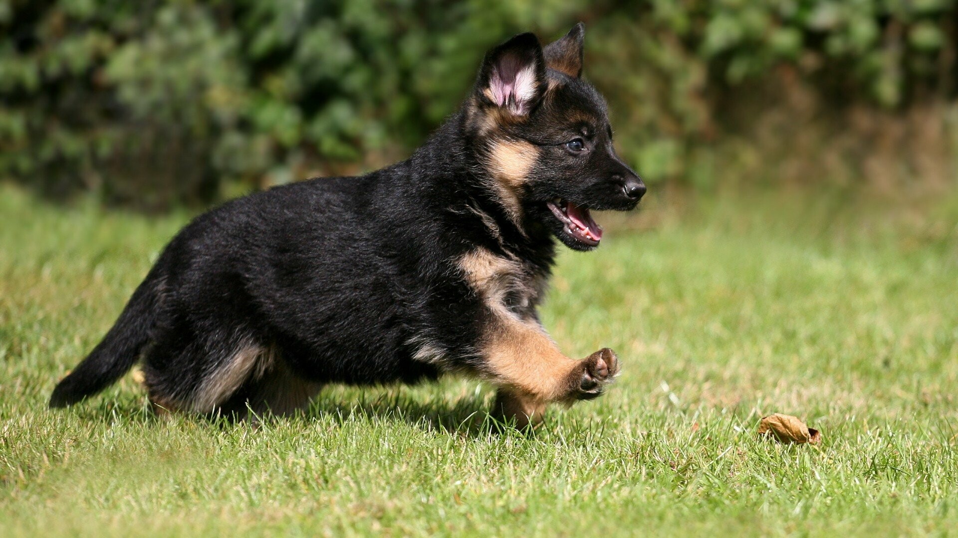 German Shepherd: A strongly built and relatively long-bodied dog, Mammal. 1920x1080 Full HD Background.