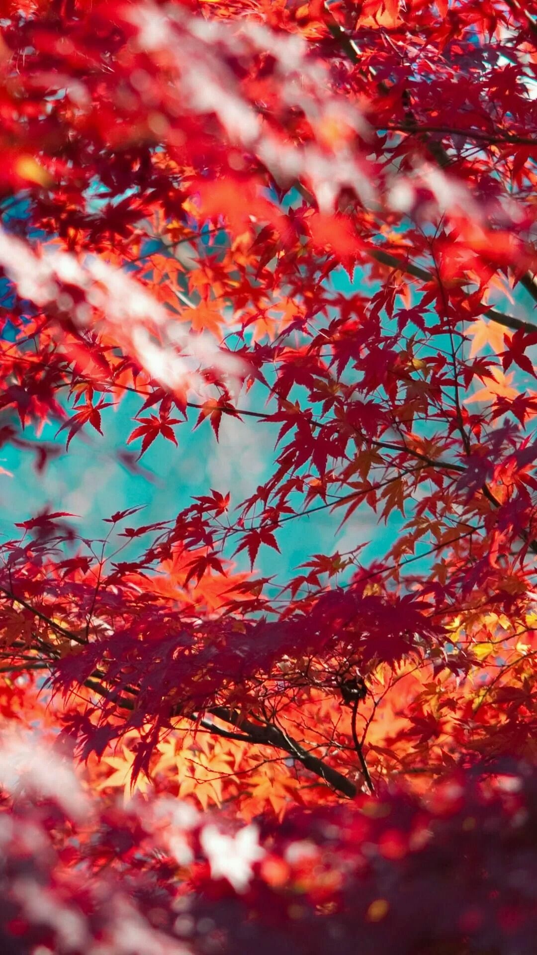 Red maple leaves, Tree wallpaper, Fall inspiration, iPhone background, 1080x1920 Full HD Handy