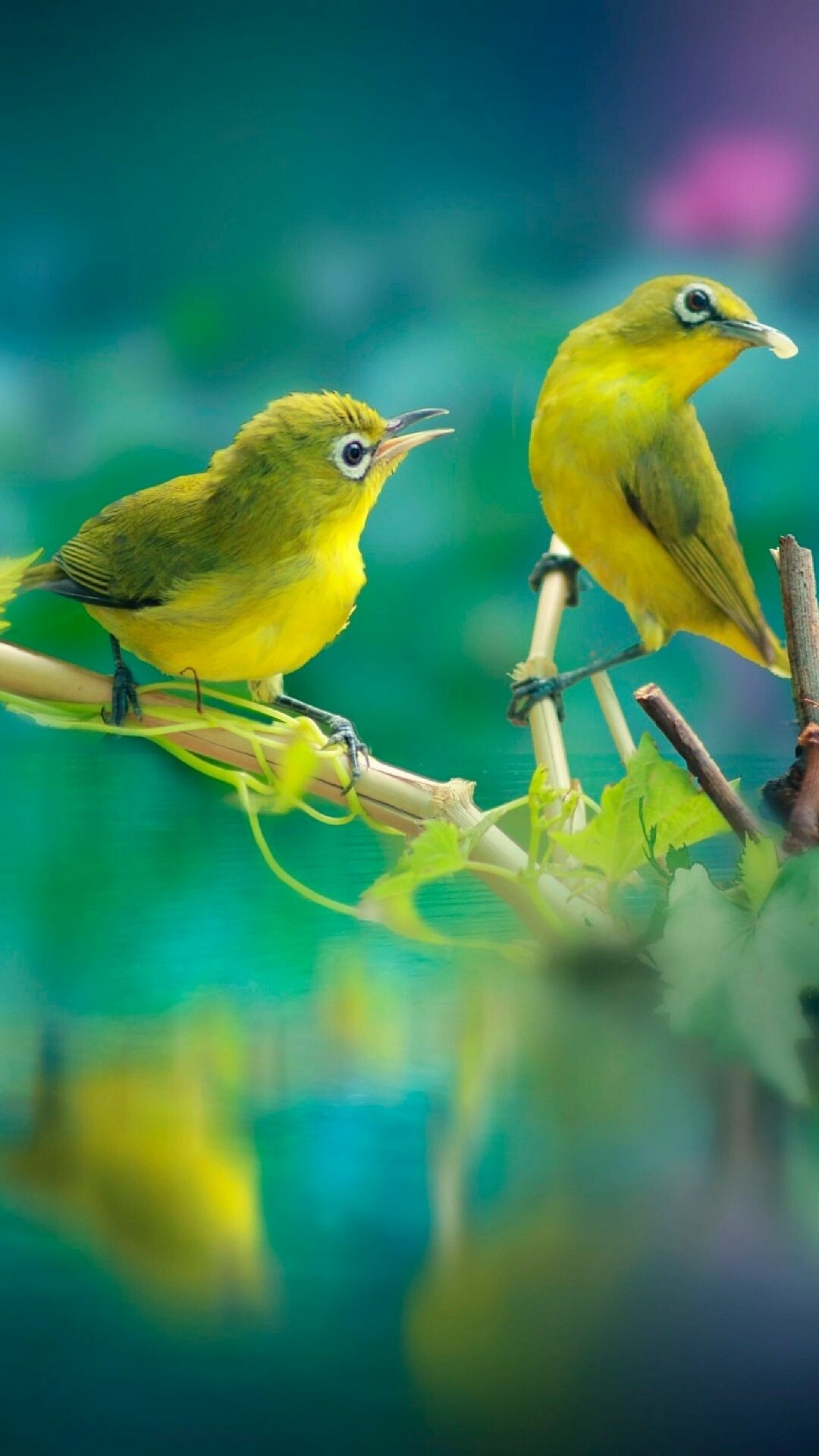 Bird: Javan white-eye, Species in the family Zosteropidae that occurs in Java and Borneo. 1080x1920 Full HD Background.