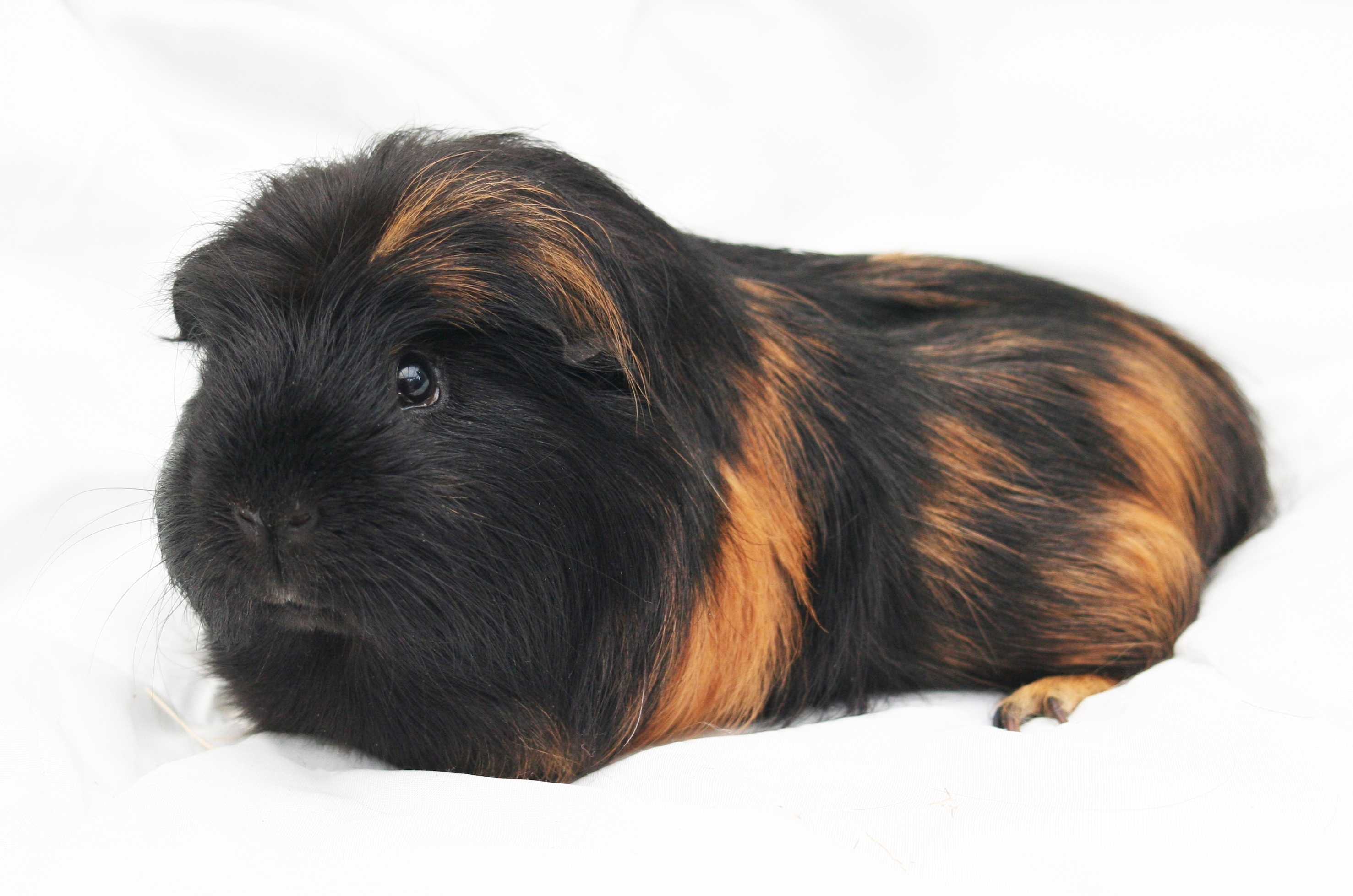 Adorable guinea pig wallpaper, Furry whiskers, Cute rodent, Charming pets, 2960x1960 HD Desktop