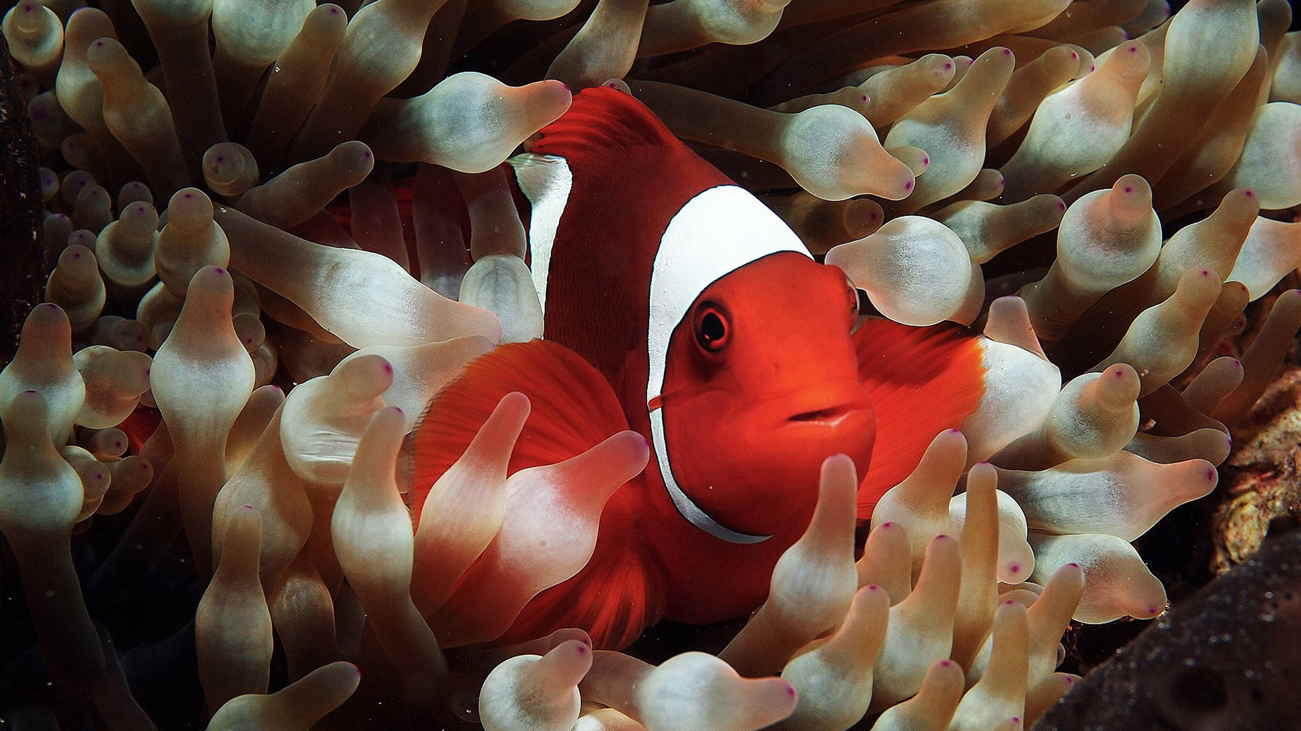 Clown Fish: Anemonefish communicating through popping and clicking noises. 2560x1440 HD Wallpaper.
