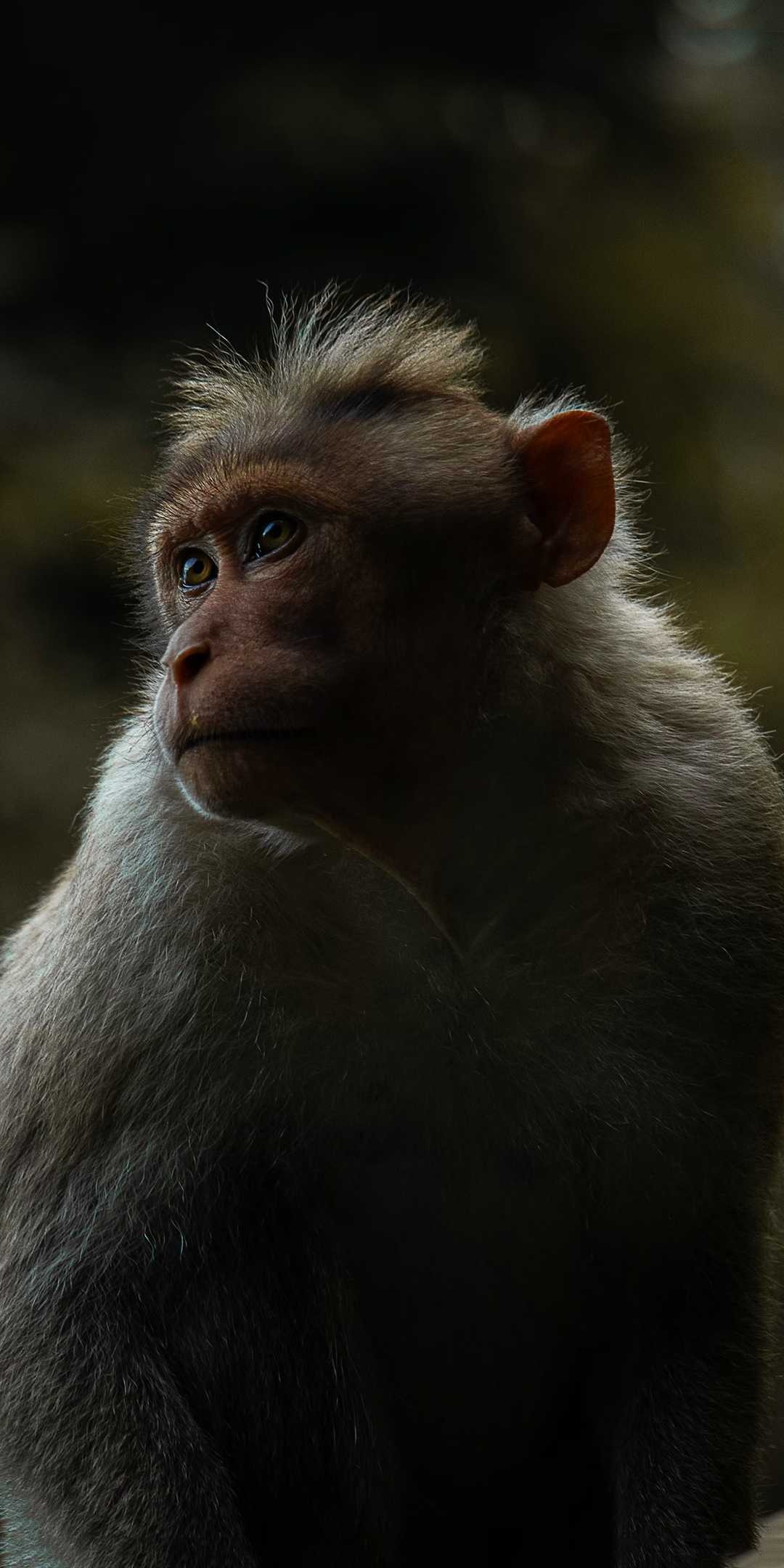 Monkey, cute monkey, nature wallpapers, animal lovers, 1080x2160 HD Phone