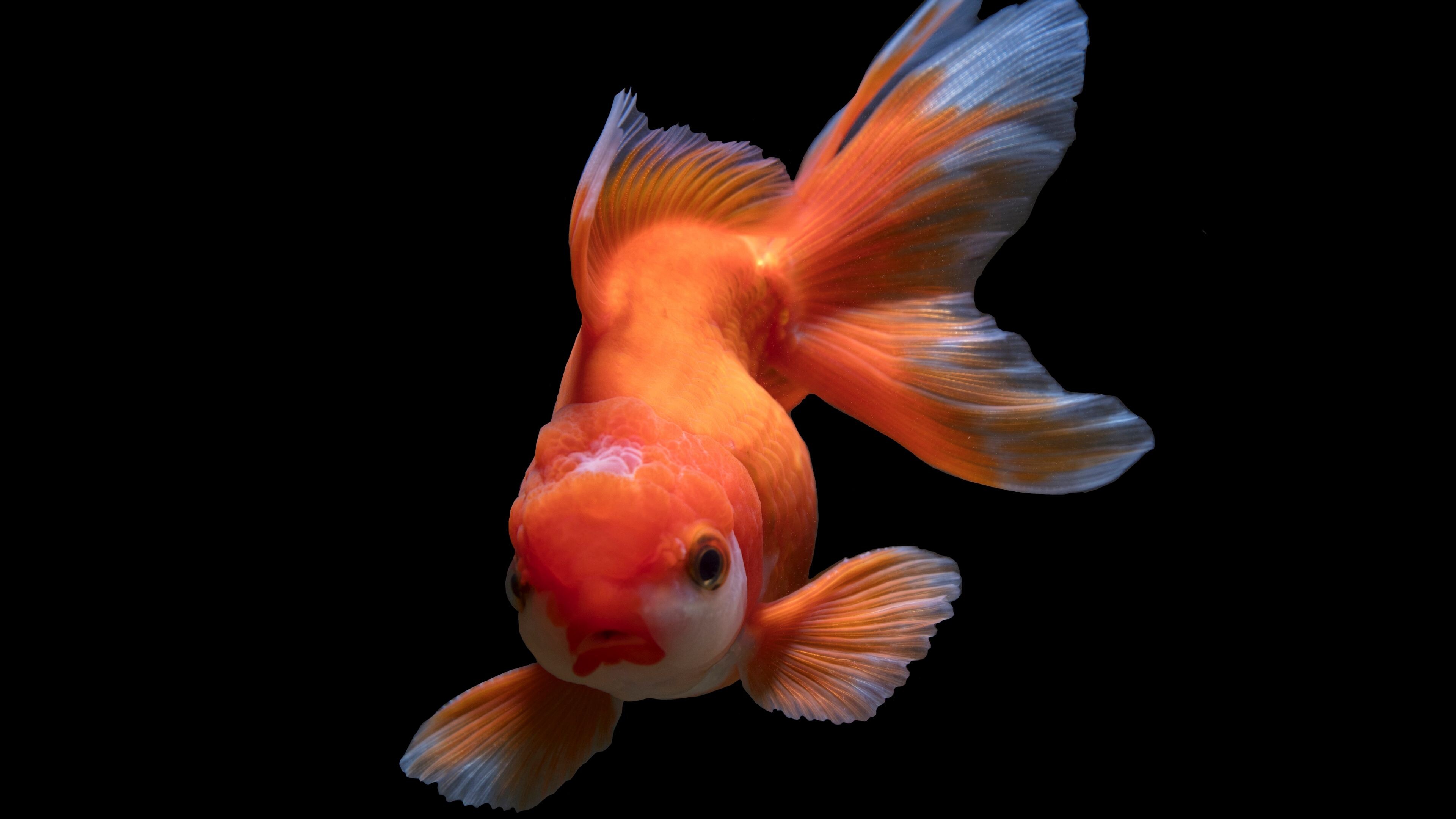 Gold Fish: Orange Oranda, The wen or crown on the head, Peaceful community fish. 3840x2160 4K Background.