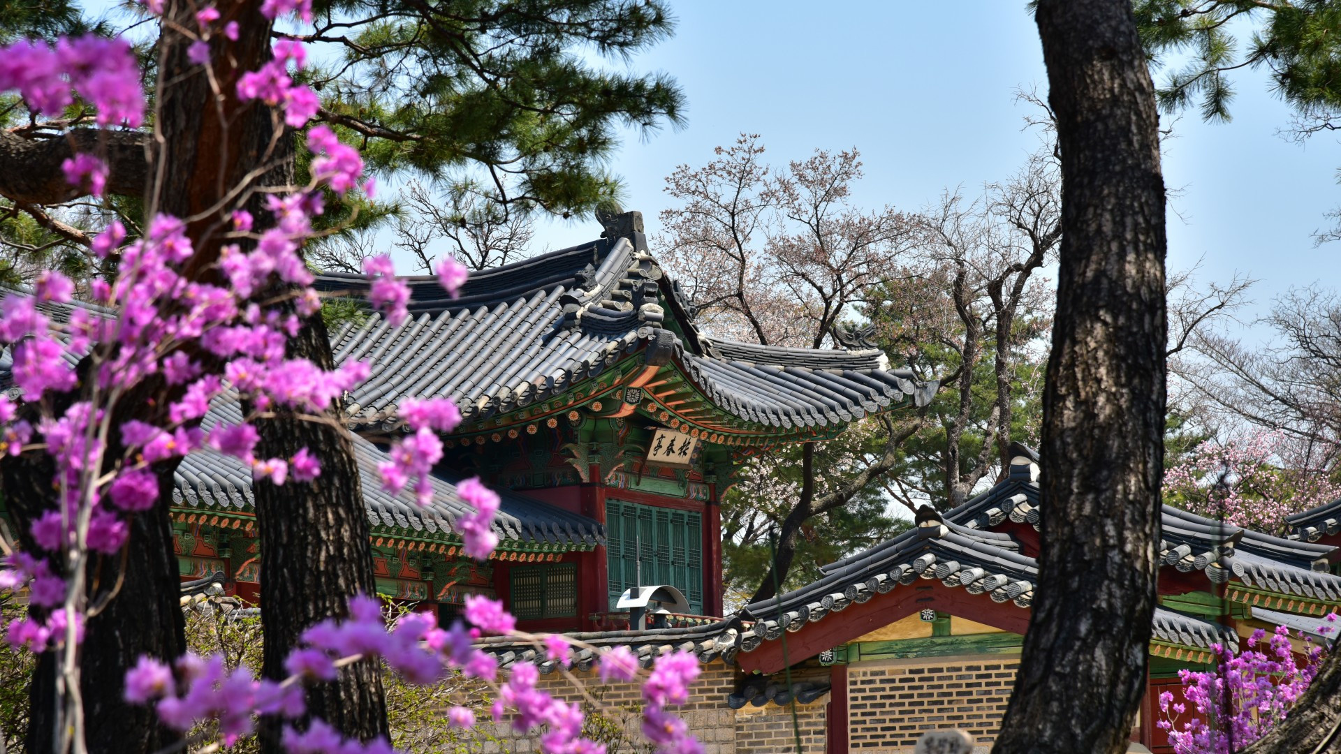 South Korea, Purple flowers, Traditional buildings, Architectural beauty, 1920x1080 Full HD Desktop