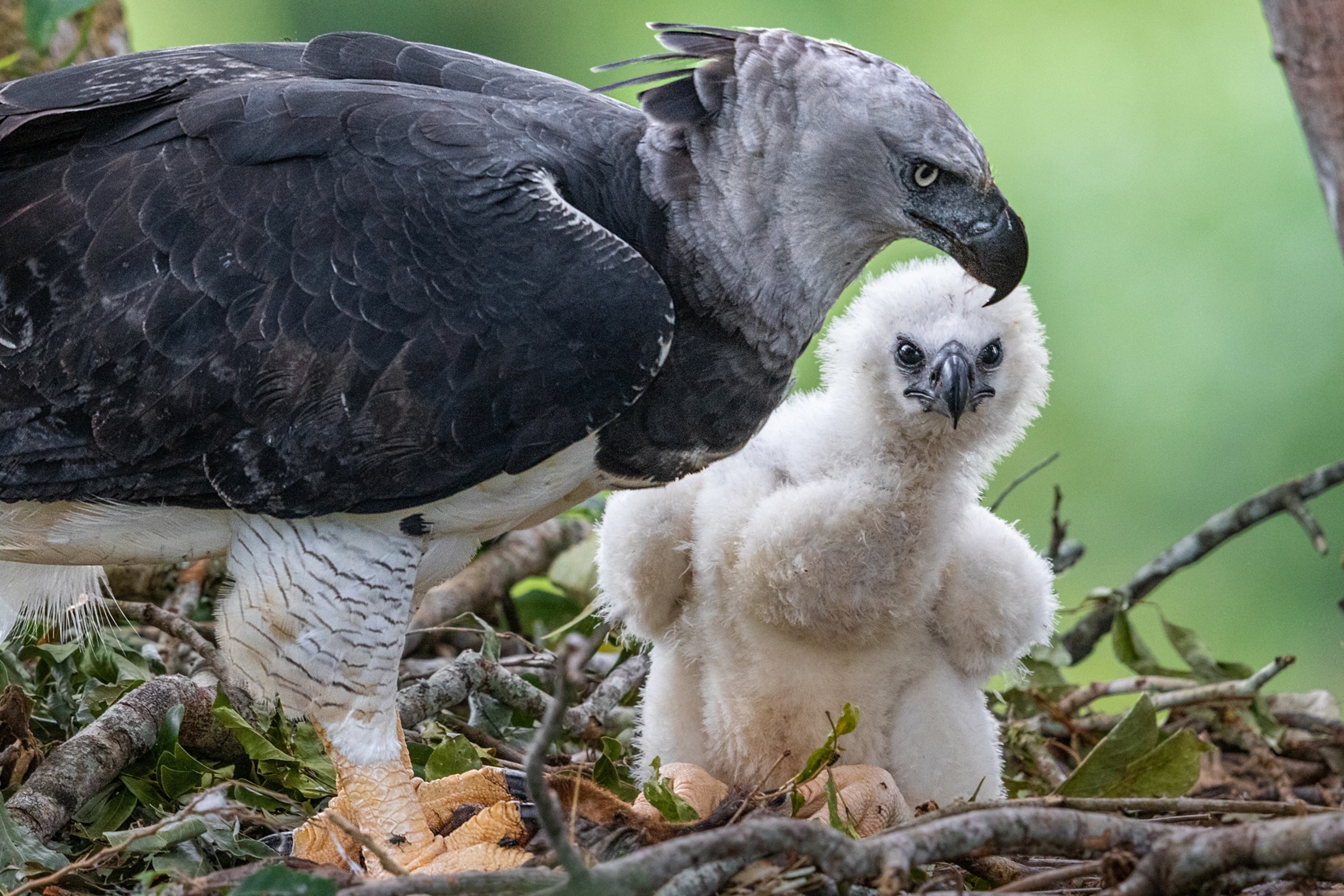 Amazon rainforest's hero, Harpy eagle conservation, Deforestation challenges, Wildlife preservation, 3080x2050 HD Desktop