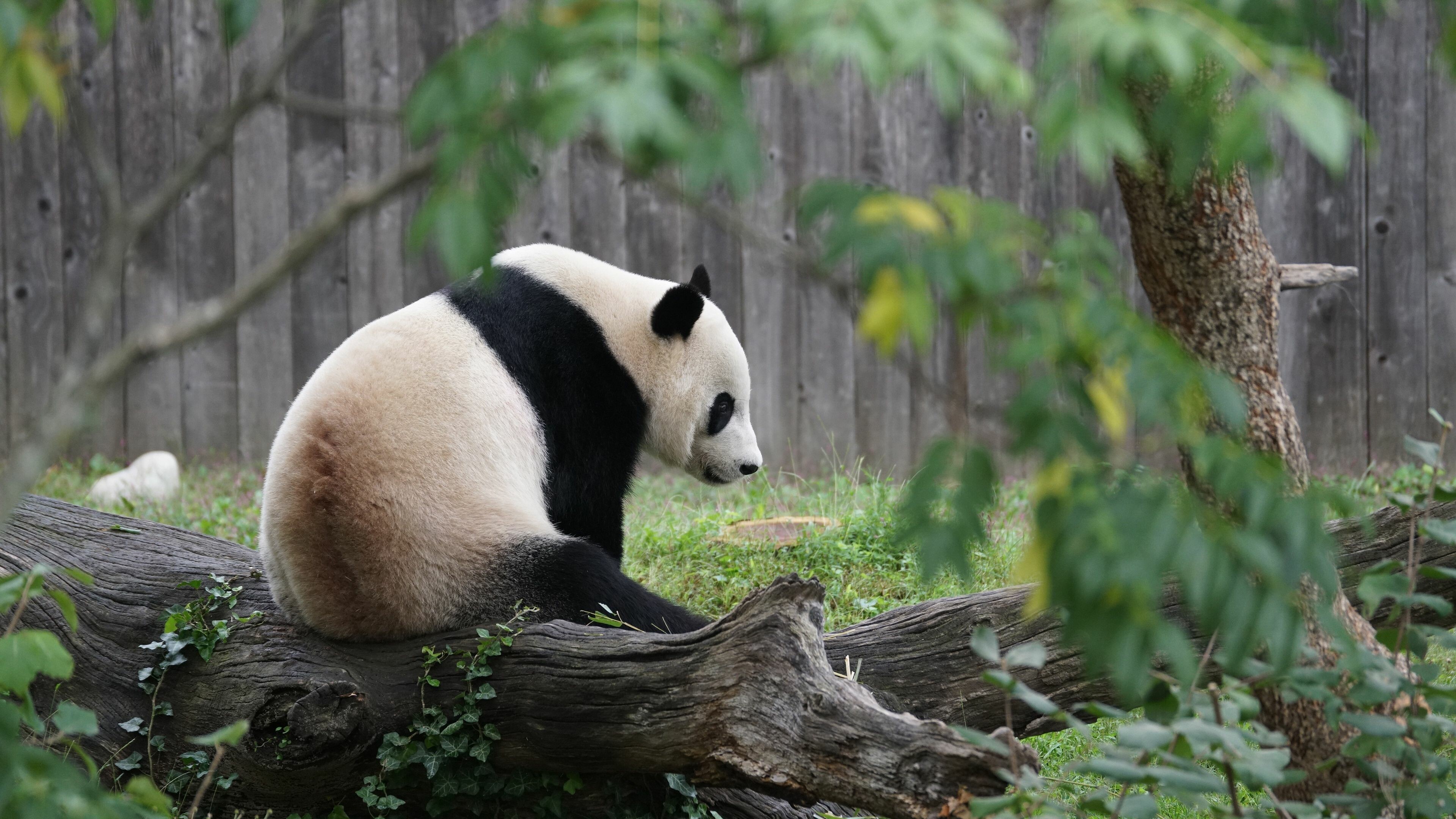 Panda: It is characterized by its bold black-and-white coat and rotund body. 3840x2160 4K Wallpaper.