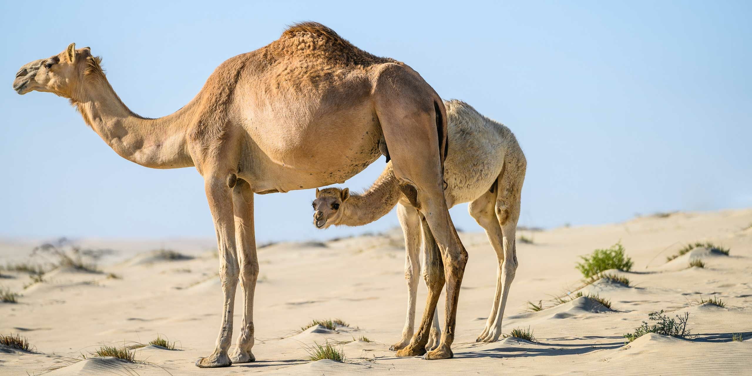 Qatar camel calving season, Travelogue, 2560x1280 Dual Screen Desktop