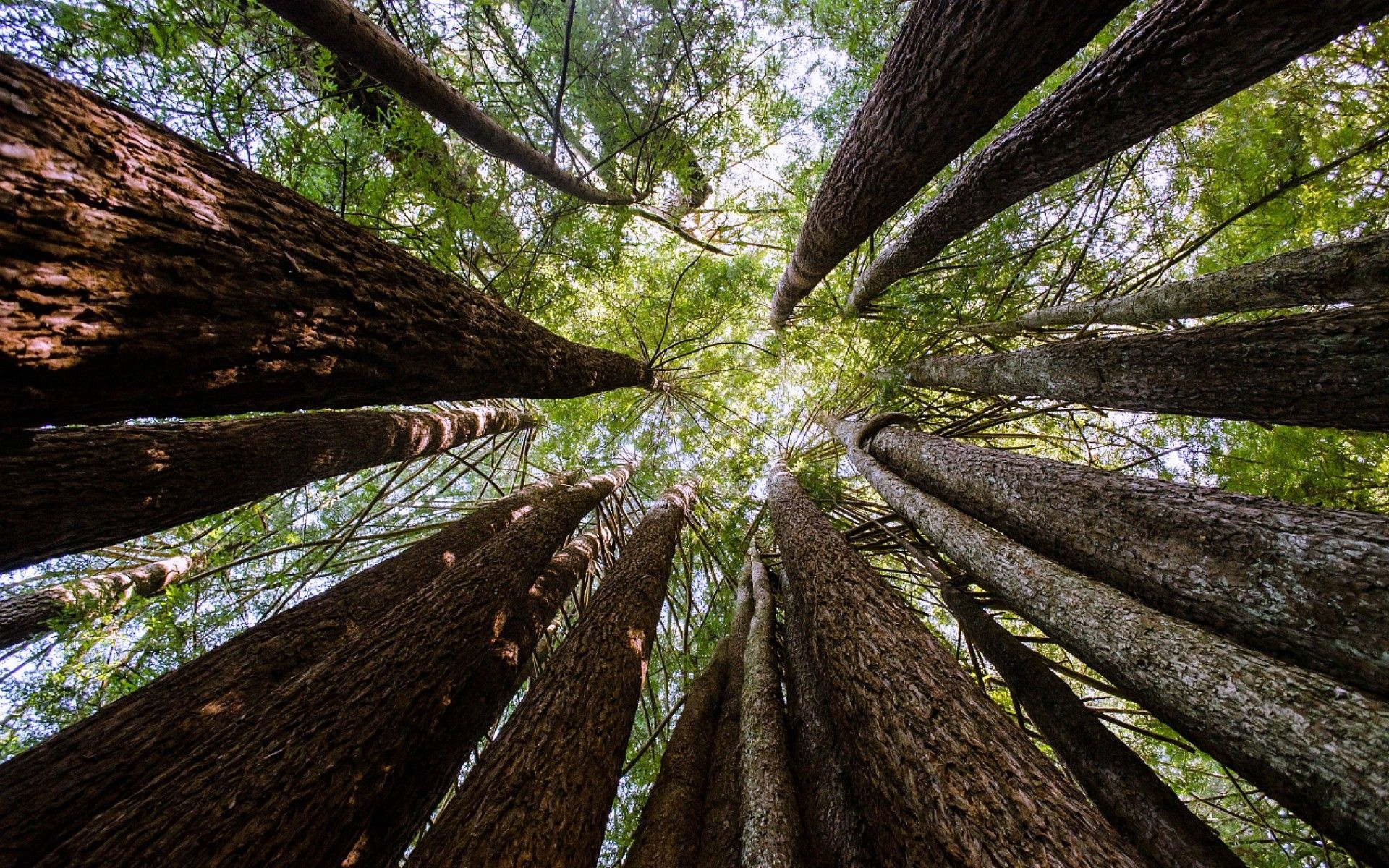 Redwood forest desktop wallpaper, Captivating landscapes, Nature's desktop, Digital escape, 1920x1200 HD Desktop