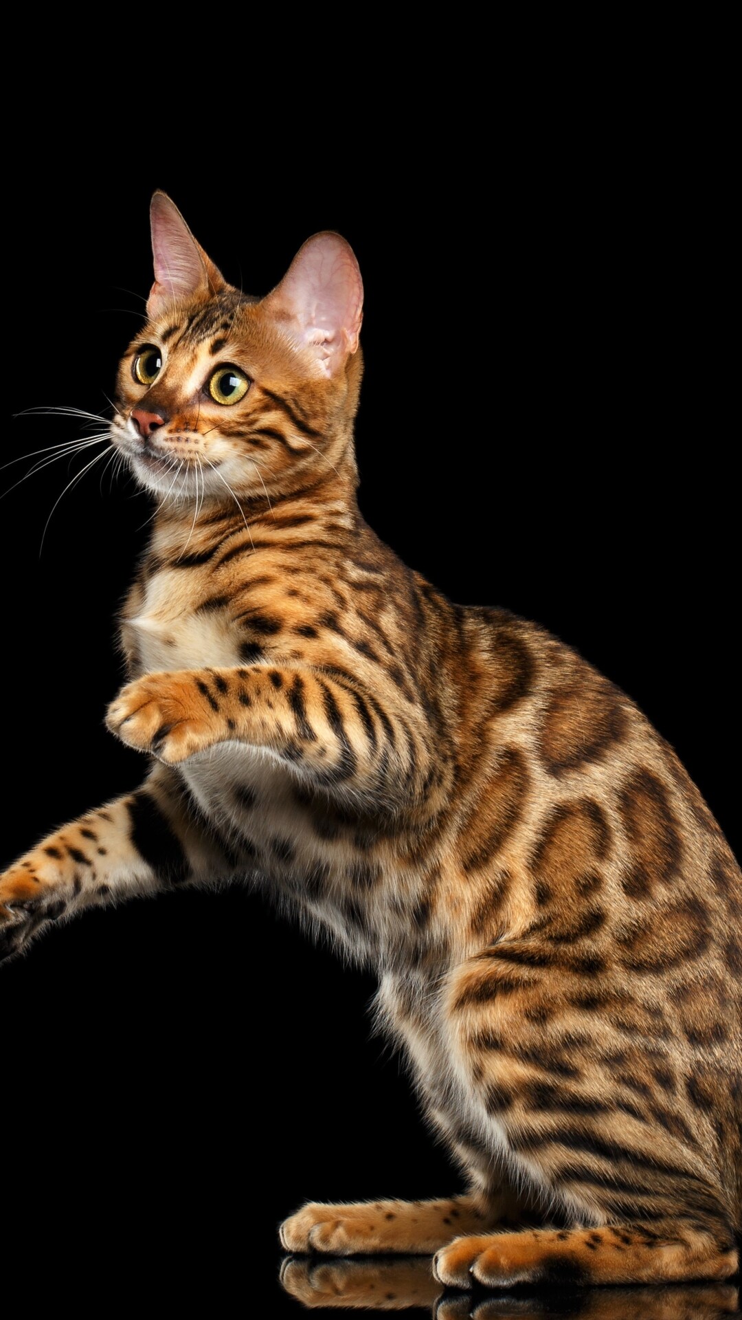 Bengal Cat: Bengals are the only breed that can have rosette markings that directly reflect their wild Asian leopard ancestry. 1080x1920 Full HD Wallpaper.