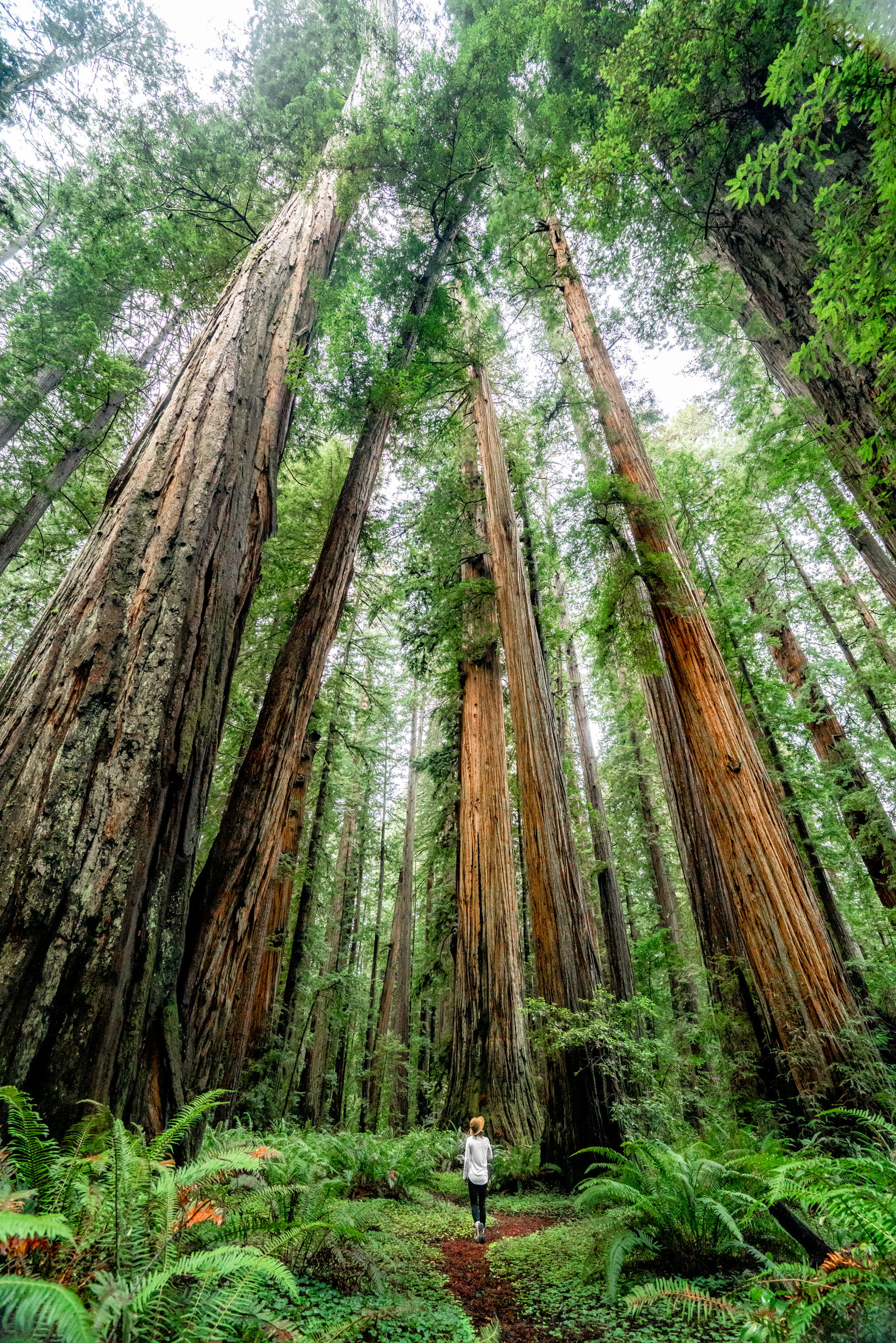 Redwood National Park, Epic things to do, Ultimate national parks resource, Outdoor adventures, 1660x2490 HD Phone