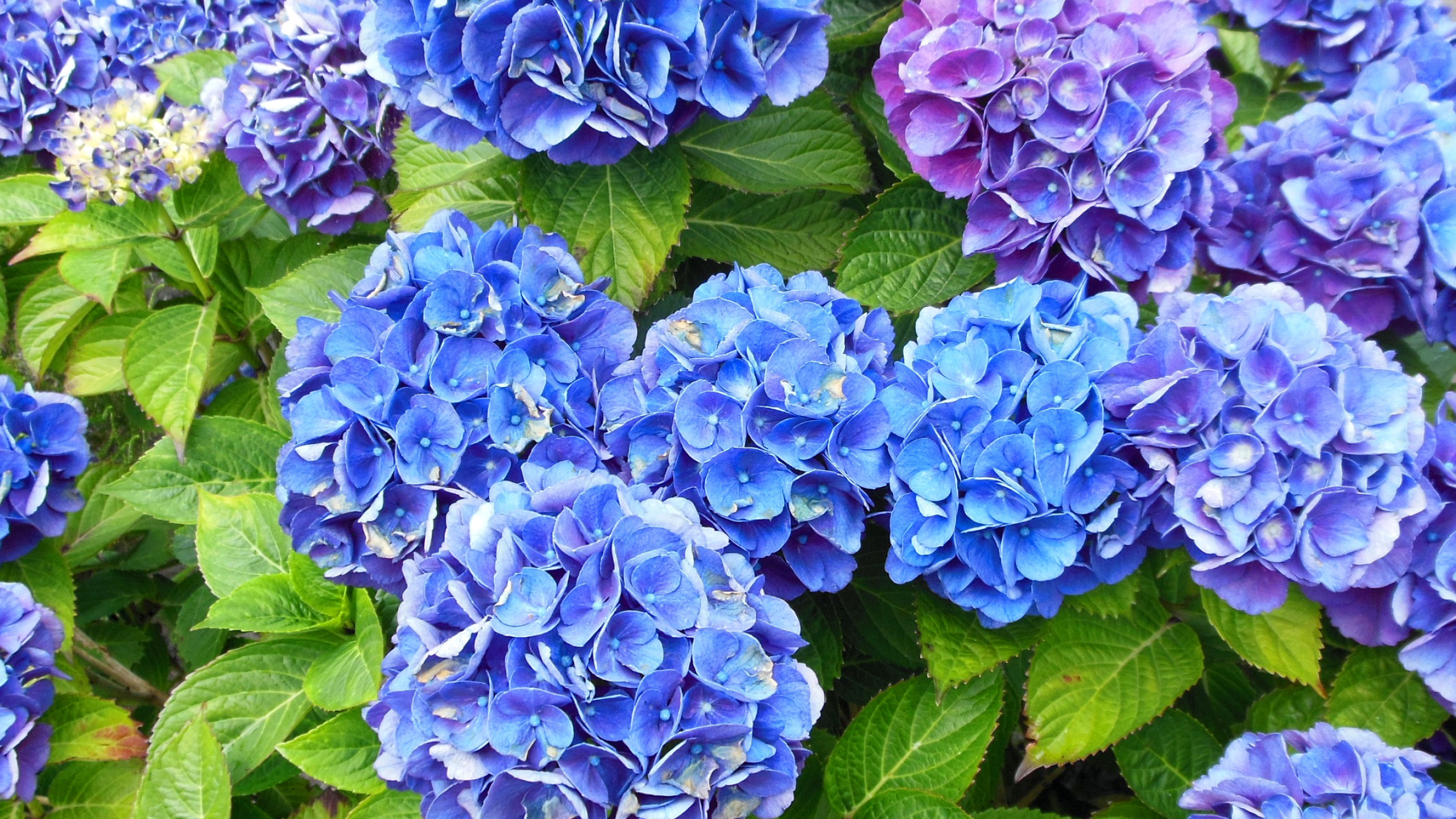 Purple blue hortensia, Beautiful flowers, Nature's palette, Floral bliss, 2560x1440 HD Desktop