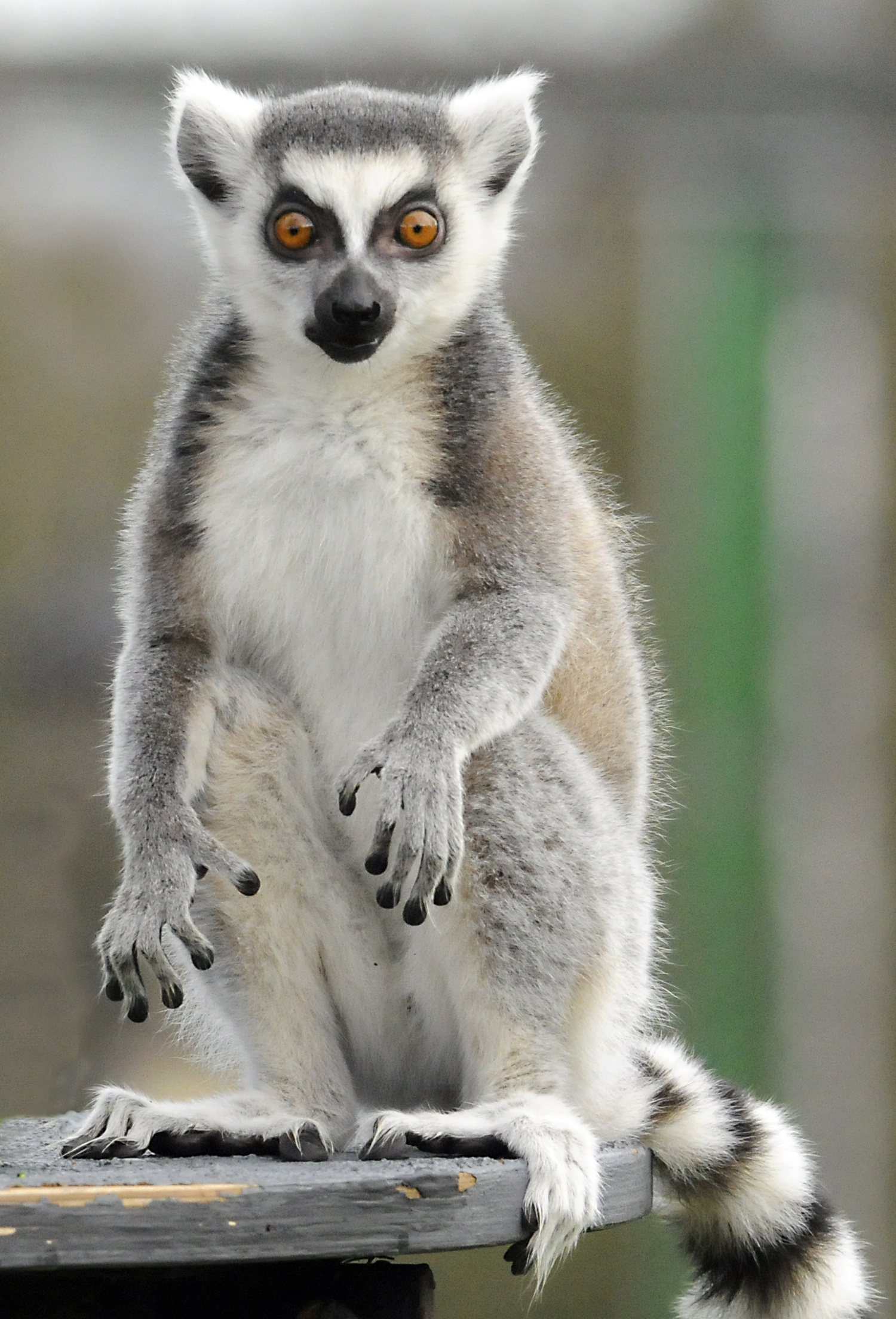 Lemurs photography, Wildlife diversity, Ring Tailed Lemur, Captivating images, 1500x2210 HD Handy