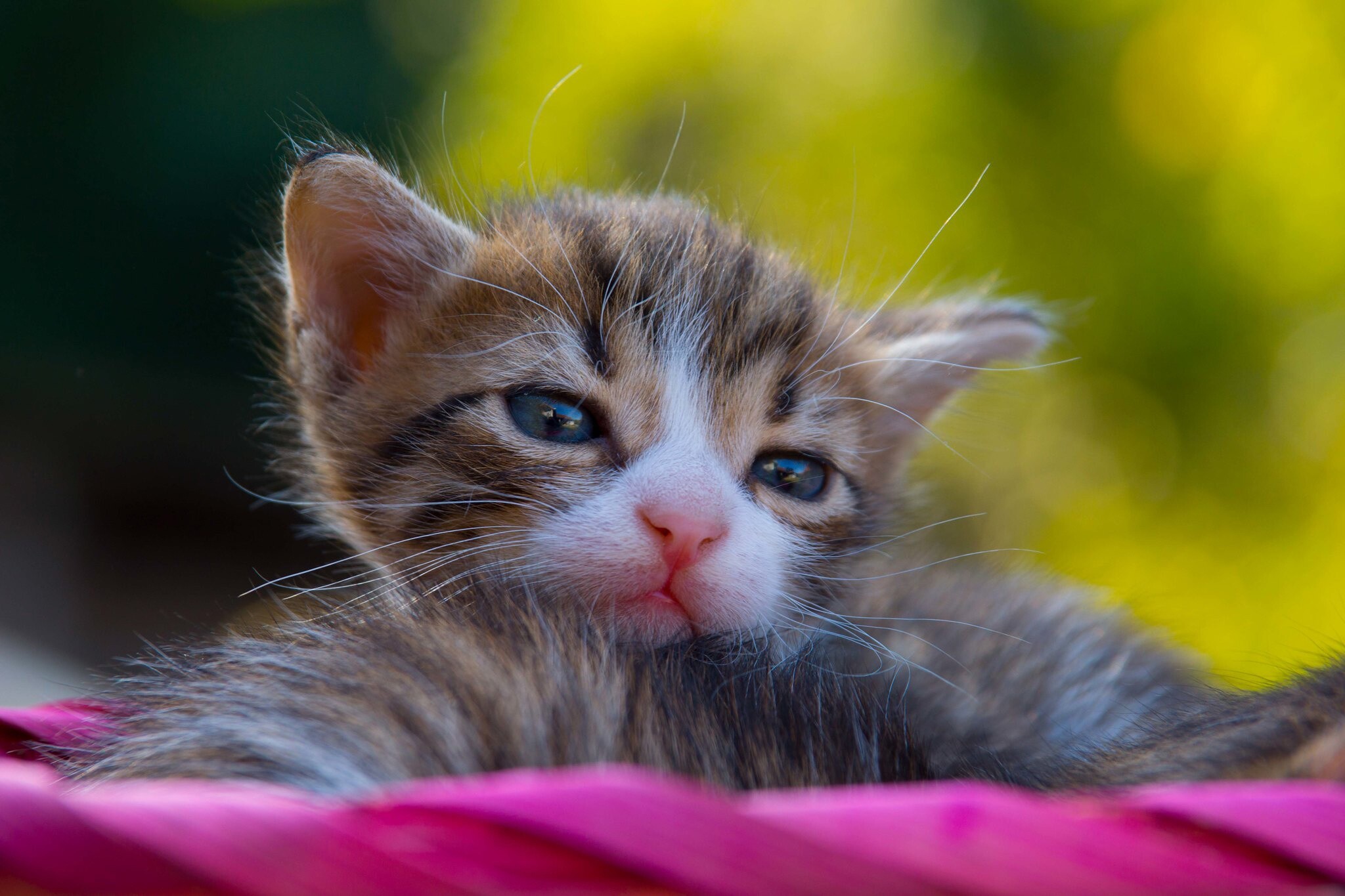 Kitten: The only domesticated species in the family Felidae. 2050x1370 HD Background.