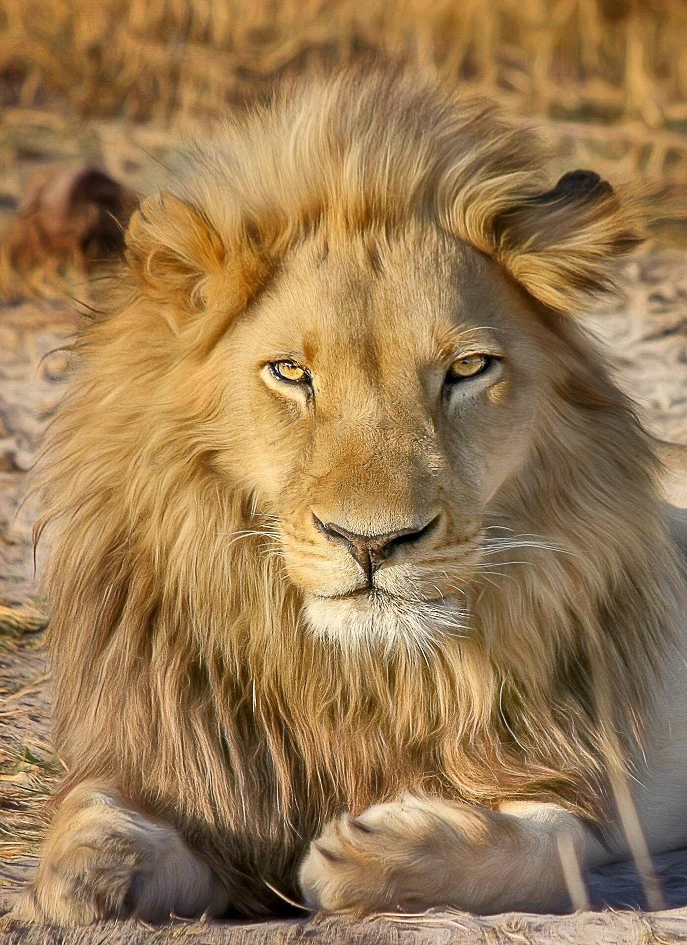 Lion: The male’s outstanding characteristic is his mane, which varies between different individuals and populations. 1400x1920 HD Background.
