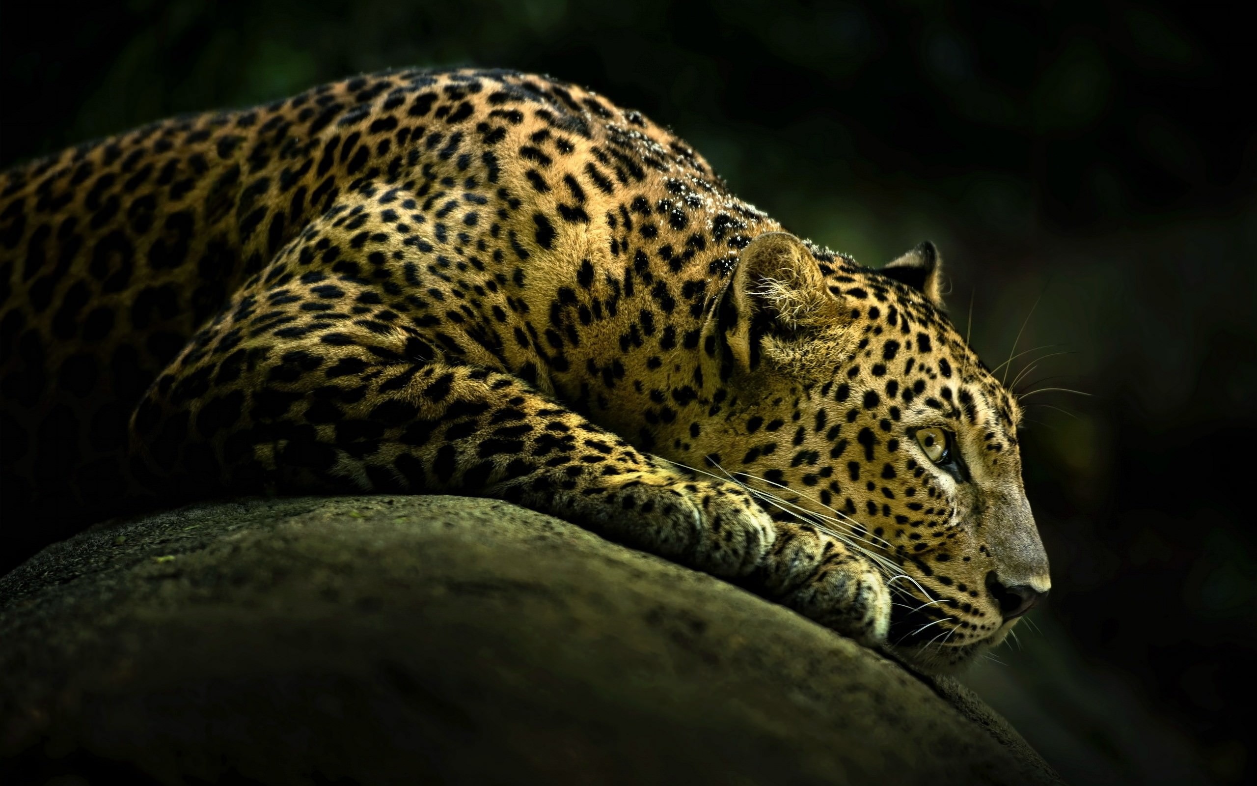 Leopard, Free 19 leopard, Wallpapers PSD, Vector EPS, 2560x1600 HD Desktop