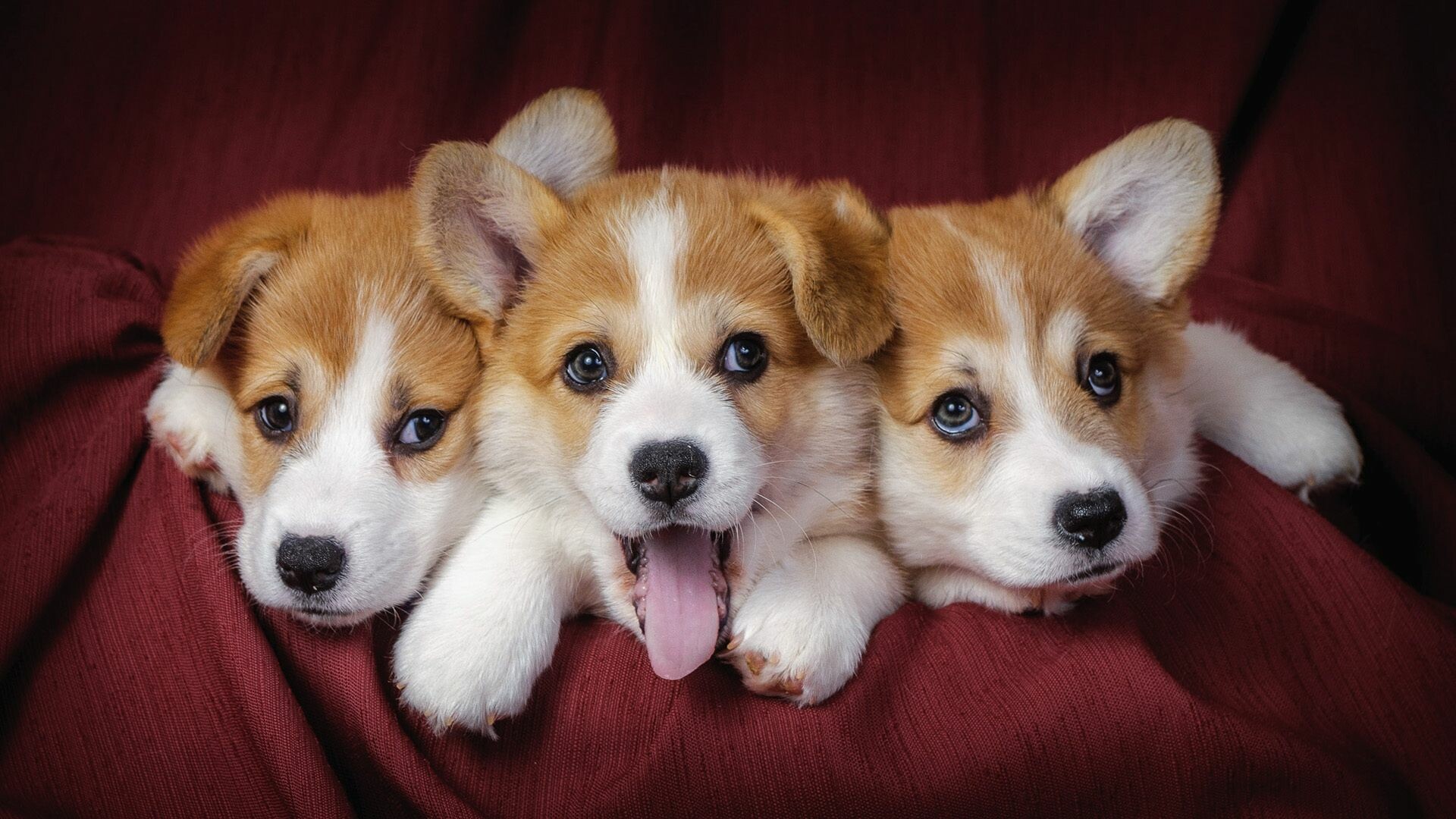 Dog: Puppies, Canis lupus familiaris. 1920x1080 Full HD Background.
