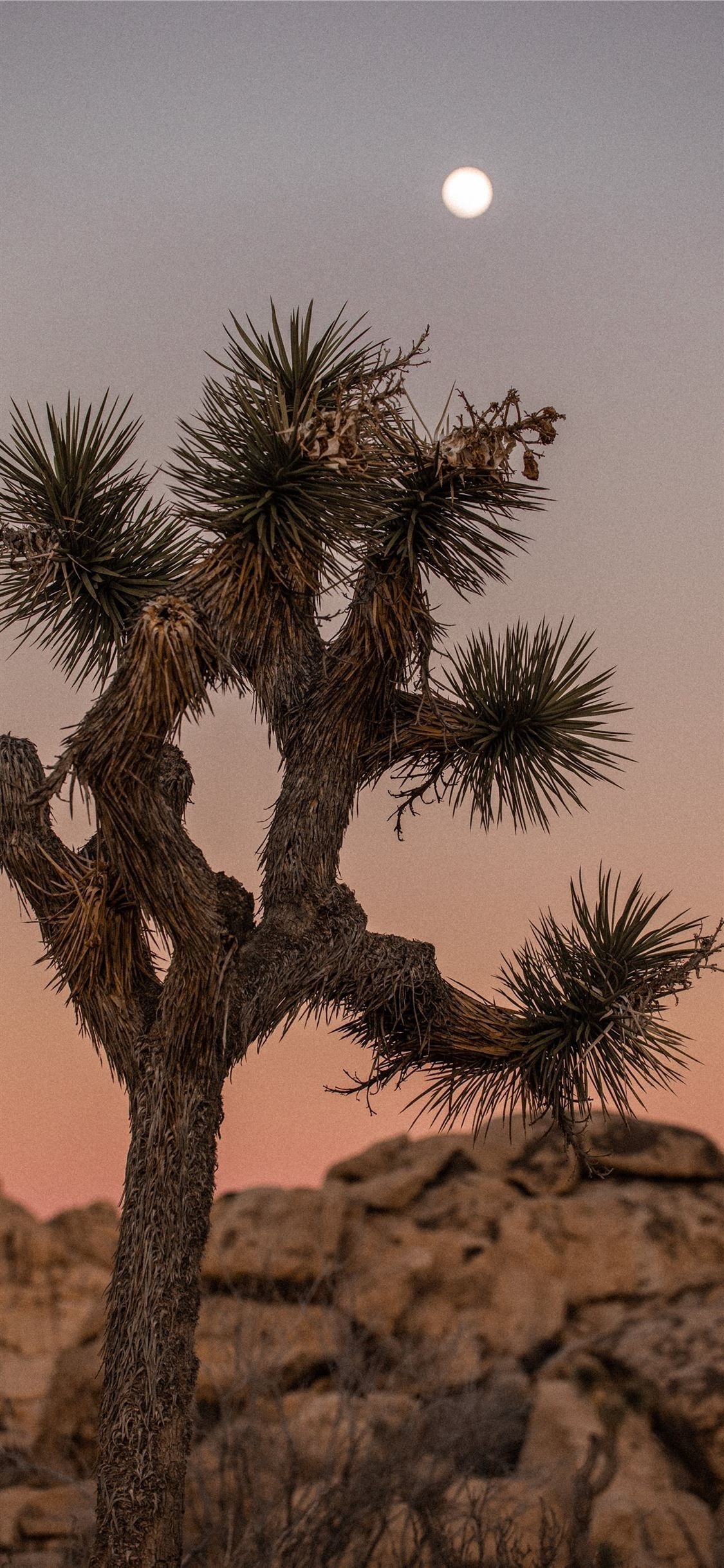 Brown rock tree, Desert moon sky, iPhone wallpaper, Night landscape photography, 1130x2440 HD Phone