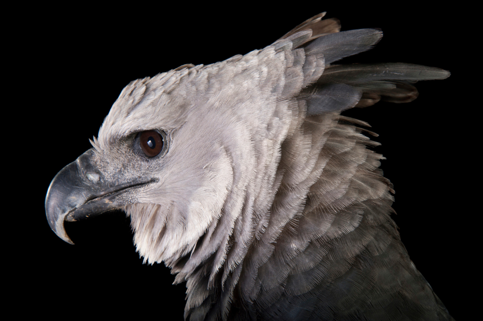 Harpy Eagle, Close-up portrait, Photographer's masterpiece, Wildlife capture, 2000x1340 HD Desktop