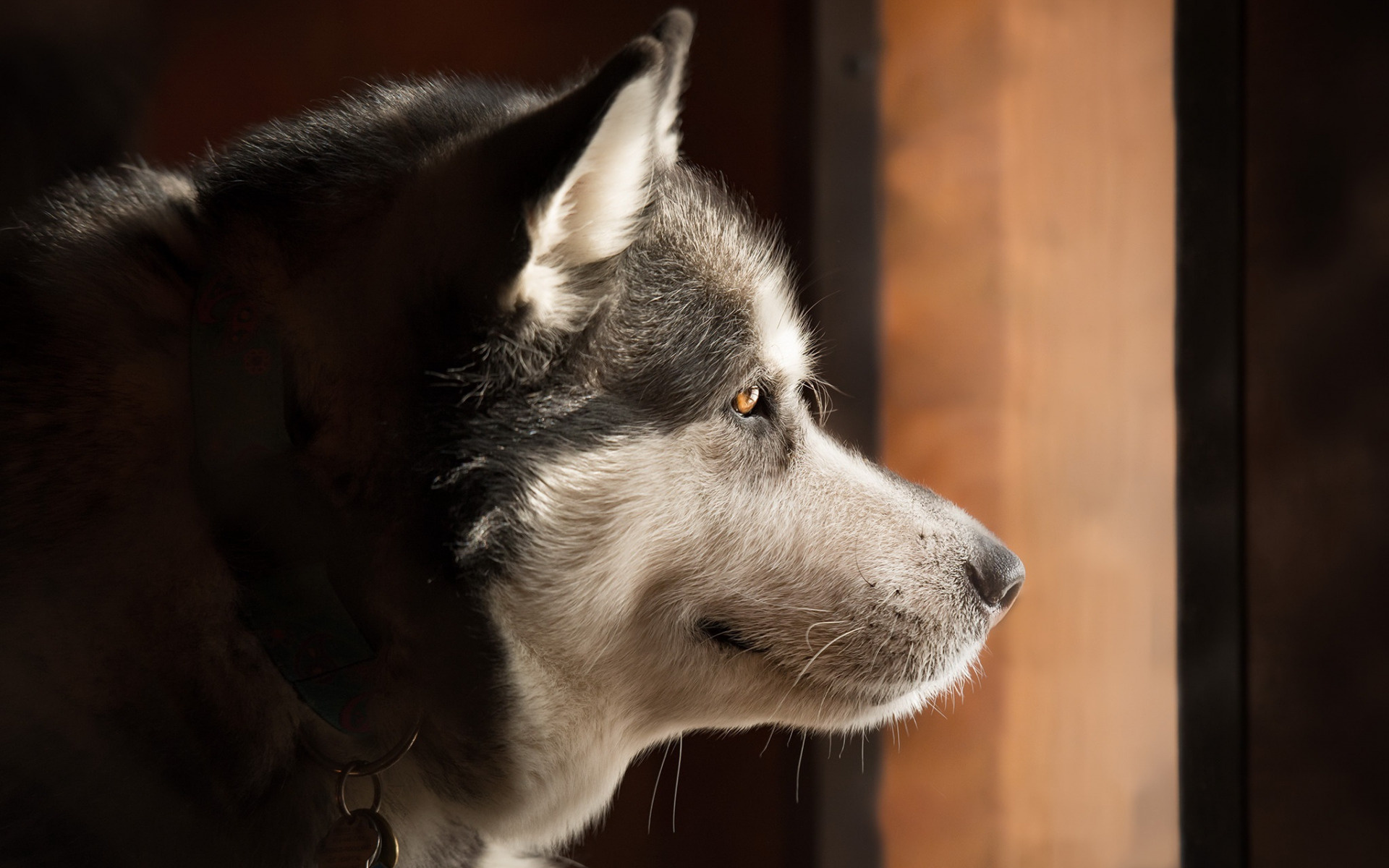 Download wallpapers, Alaskan Malamute big dog, Husky pets dogs, Cute animals, 1920x1200 HD Desktop
