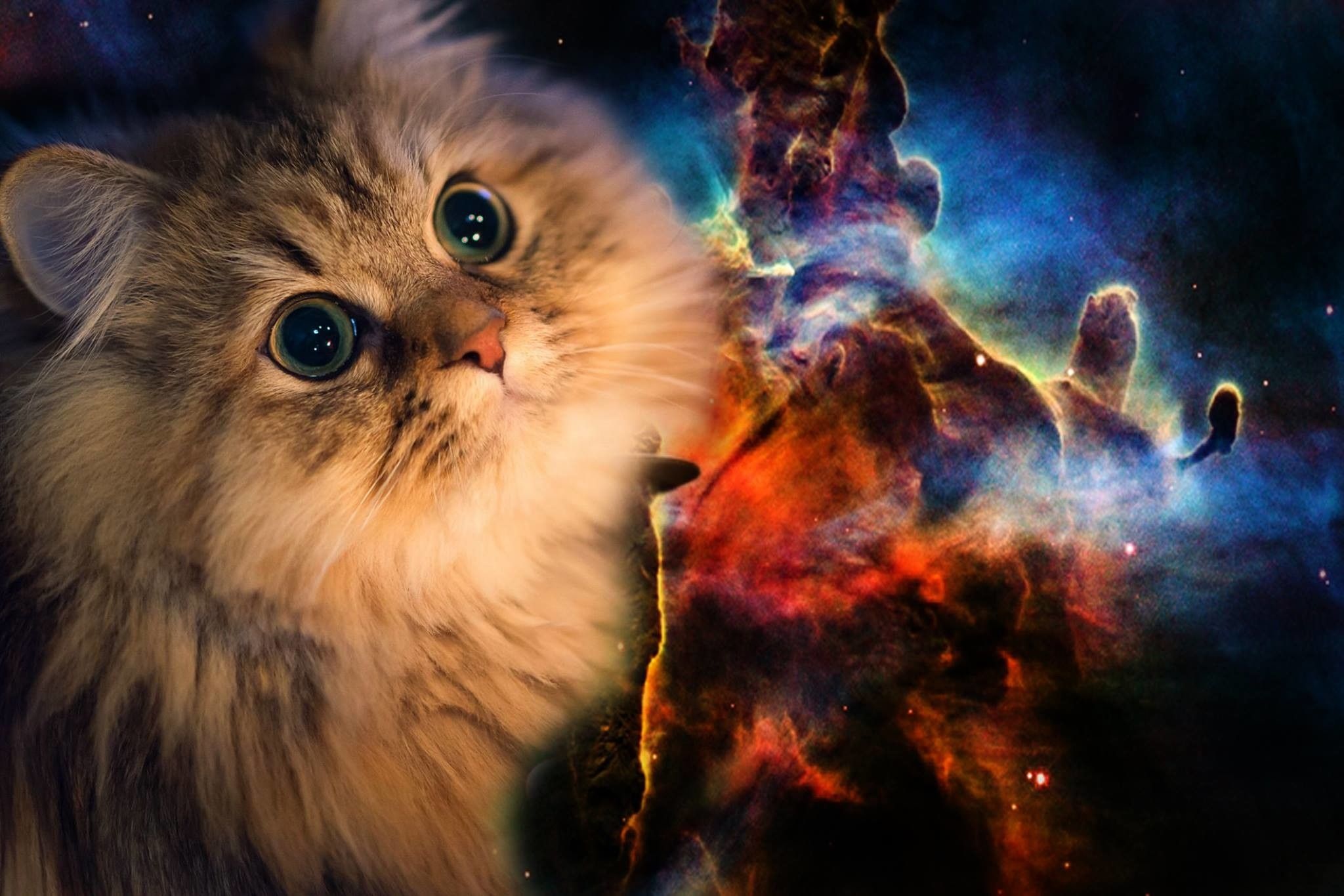 Galaxy Cat, Chubby felines, Cosmic adventure, Space exploration, 2050x1370 HD Desktop