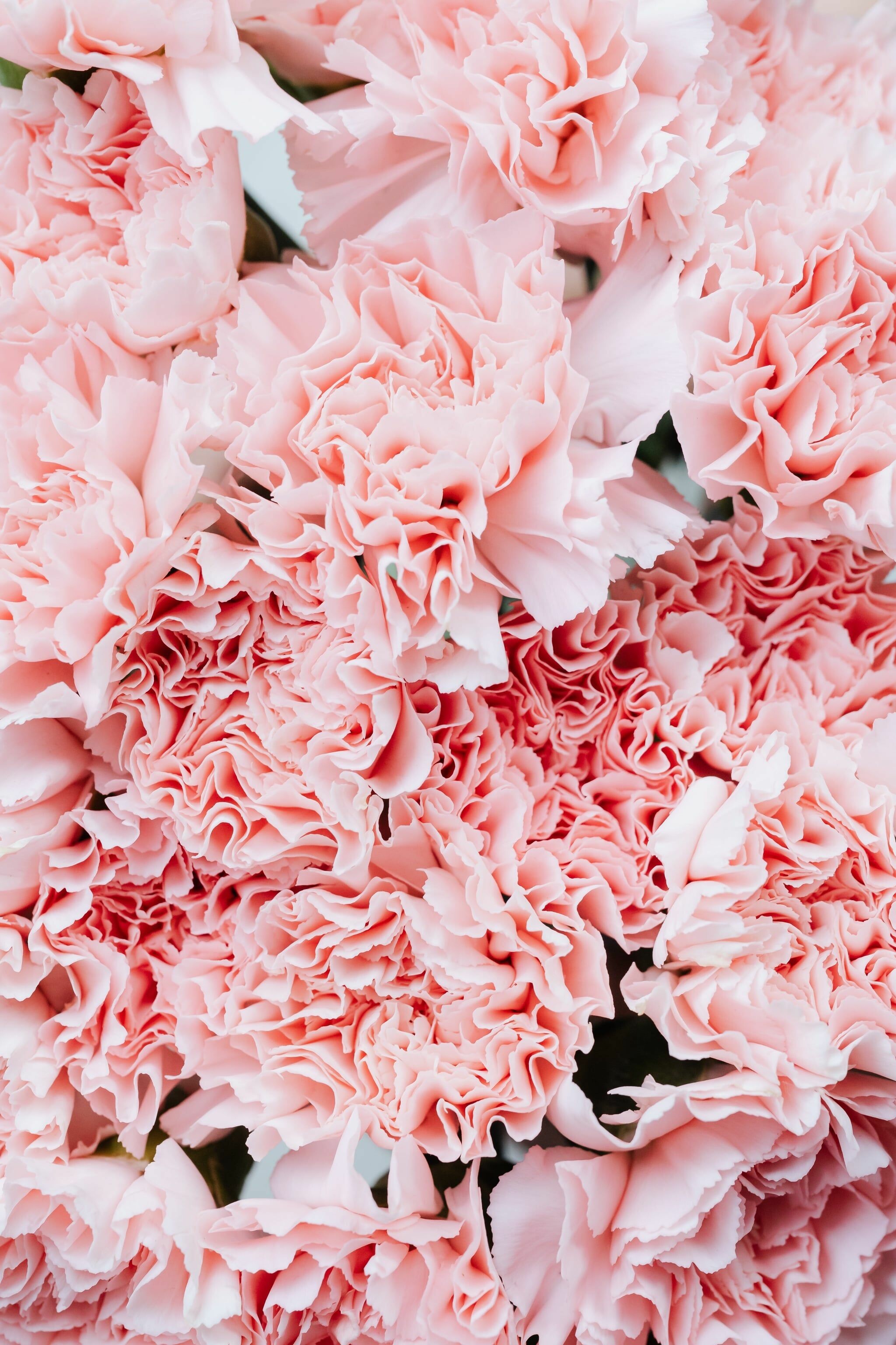 Carnation: The flowers are produced singly or up to five together in a cyme, they are around 3–5 cm in diameter, and sweetly scented. 2050x3080 HD Wallpaper.