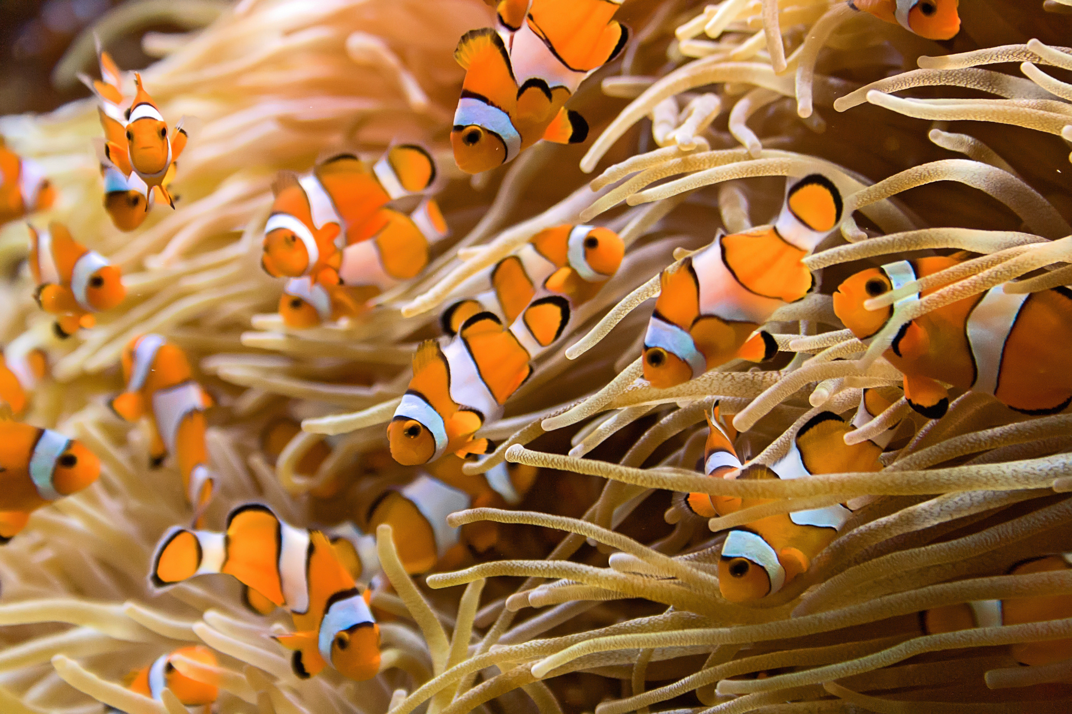 Sea Anemones, What they eat, Cuteness, 2130x1420 HD Desktop