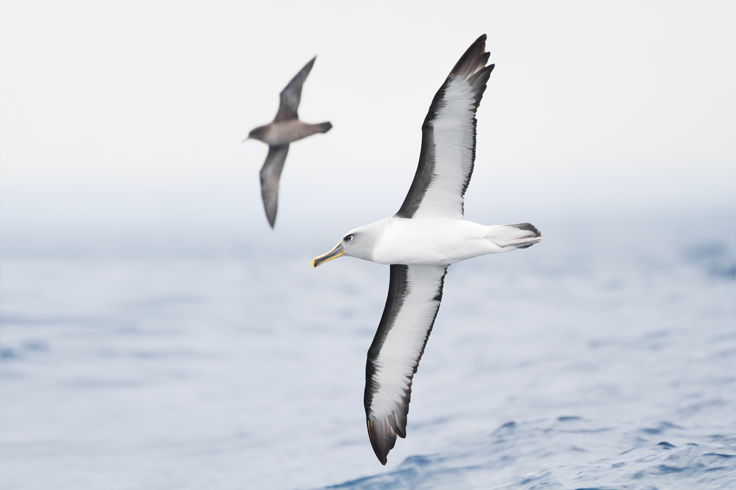 Graceful albatross, Majestic seabird, Stunning aerial acrobatics, Ocean wanderer, 2500x1670 HD Desktop