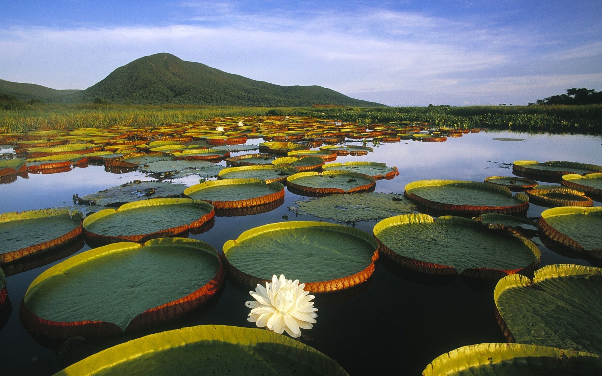 Pantanal Matogrossense, Travels, vitoria regia water lily, Brazil, 1920x1200 HD Desktop