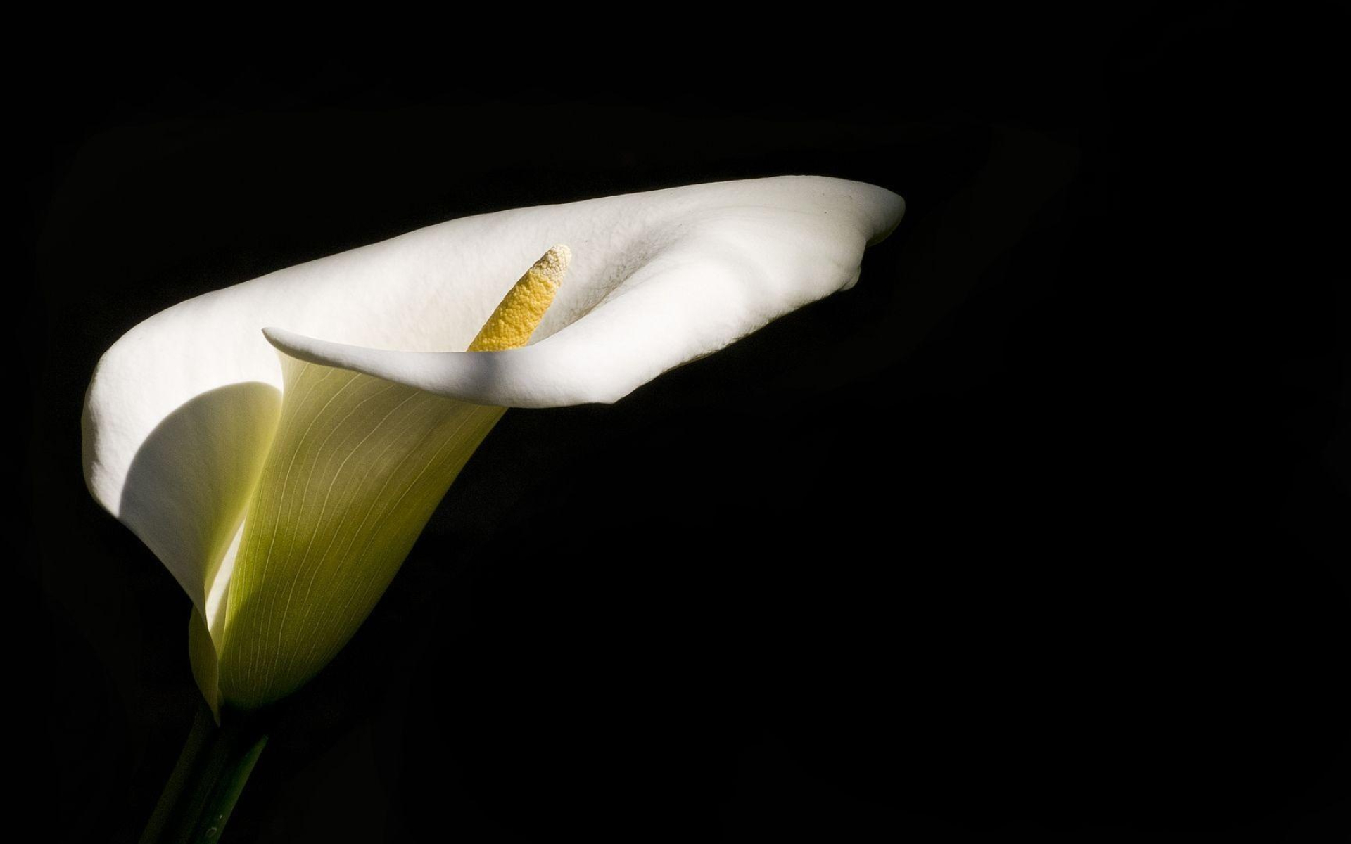 Calla Lily: Species are endemic to central and southern Africa, from Nigeria to Tanzania and South Africa. 1920x1200 HD Wallpaper.