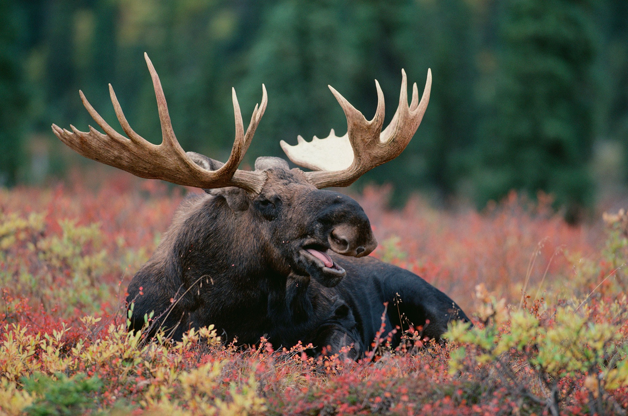 Moose, HQ moose pictures, 4K wallpapers, Animal wonders, 2050x1360 HD Desktop